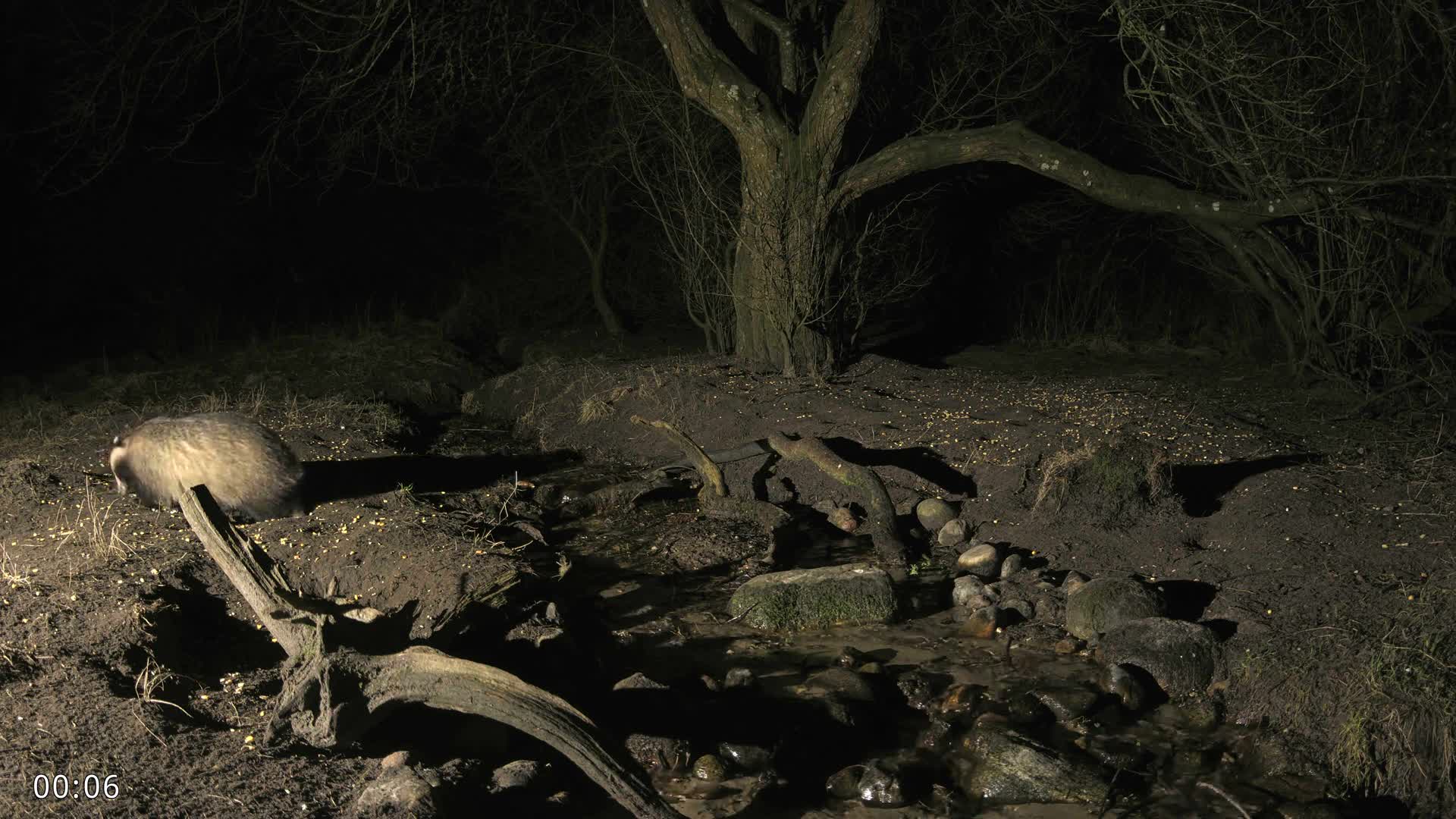 Dronninglund, Wildlife In The Forest Live Cam - Dronninglund, Bronderslev, Nordjylland(North Denmark), Denmark
