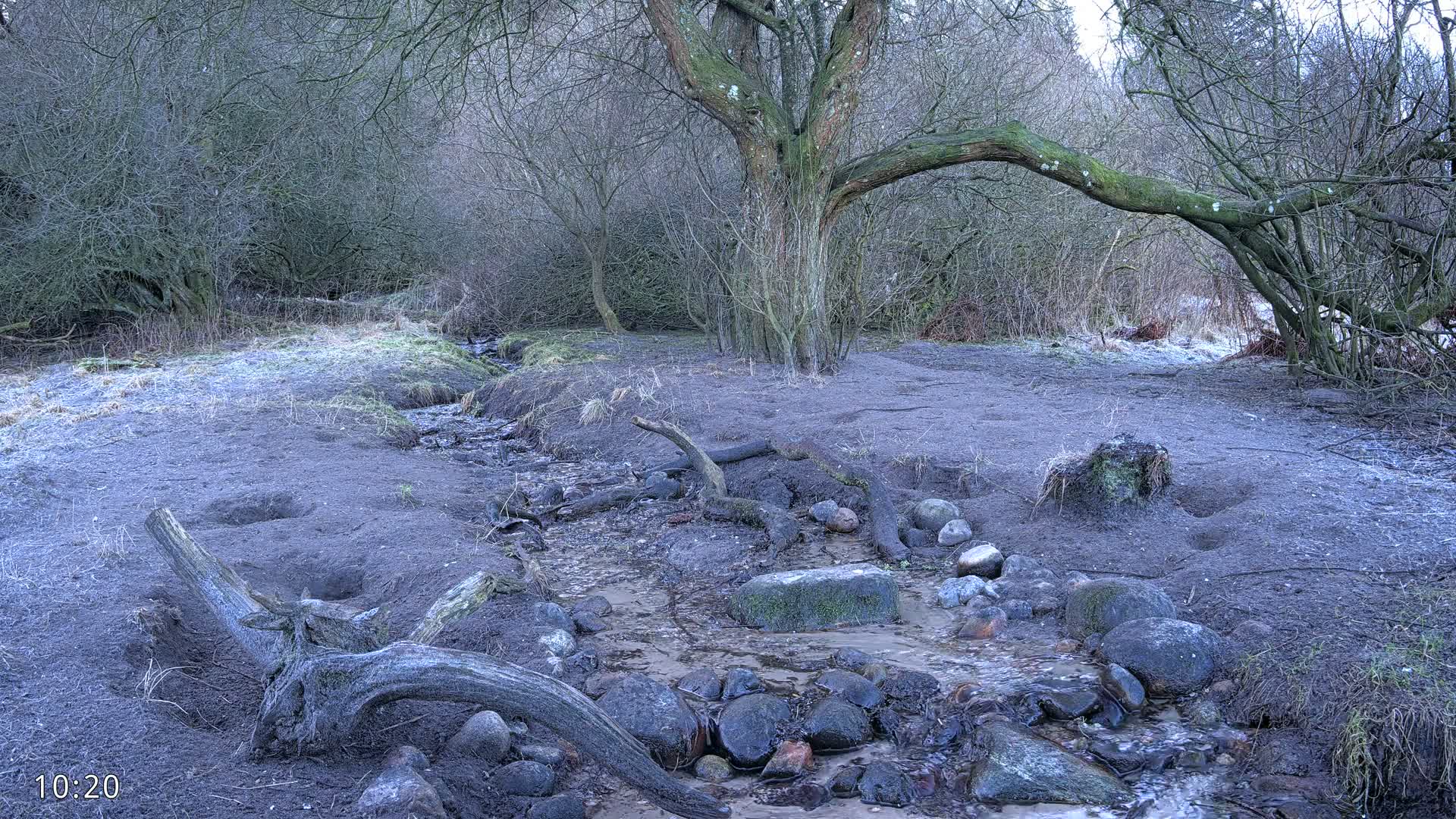 Dronninglund, Wildlife In The Forest Live Cam - Dronninglund, Bronderslev, Nordjylland(North Denmark), Denmark