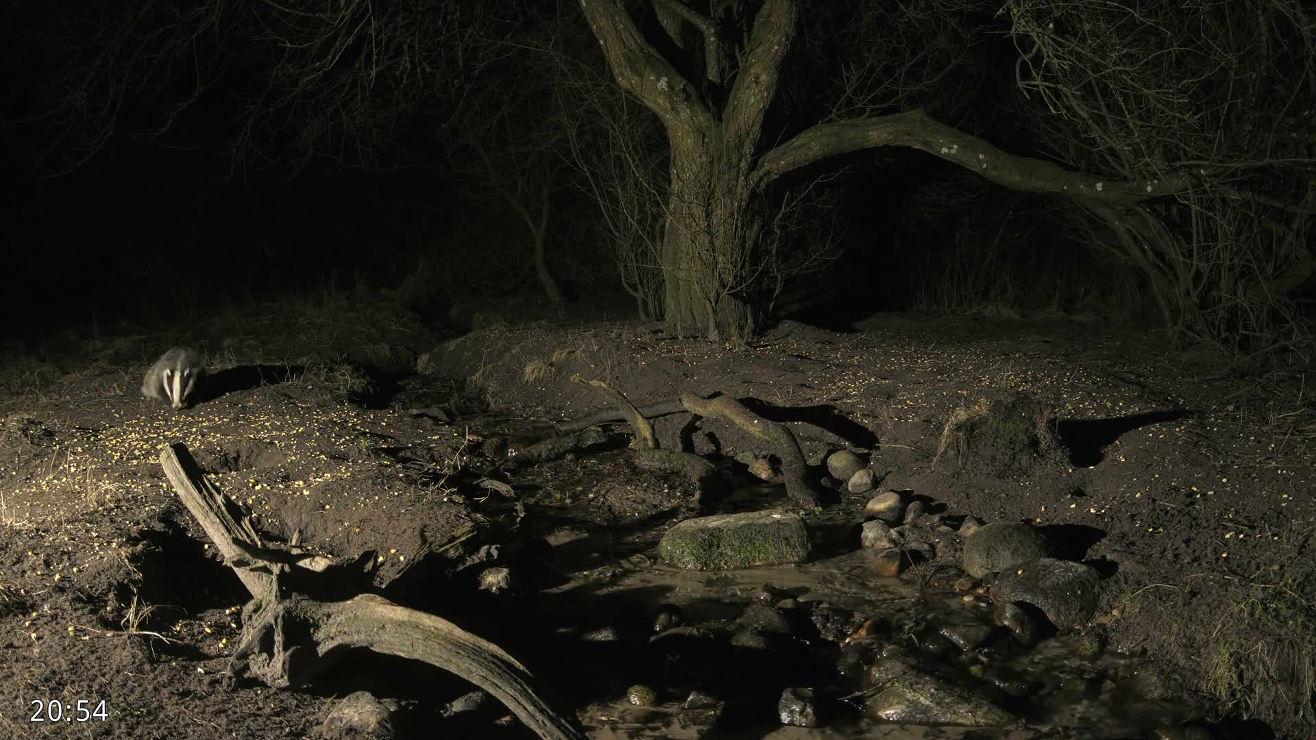 Dronninglund, Wildlife In The Forest Live Cam - Dronninglund, Bronderslev, Nordjylland(North Denmark), Denmark
