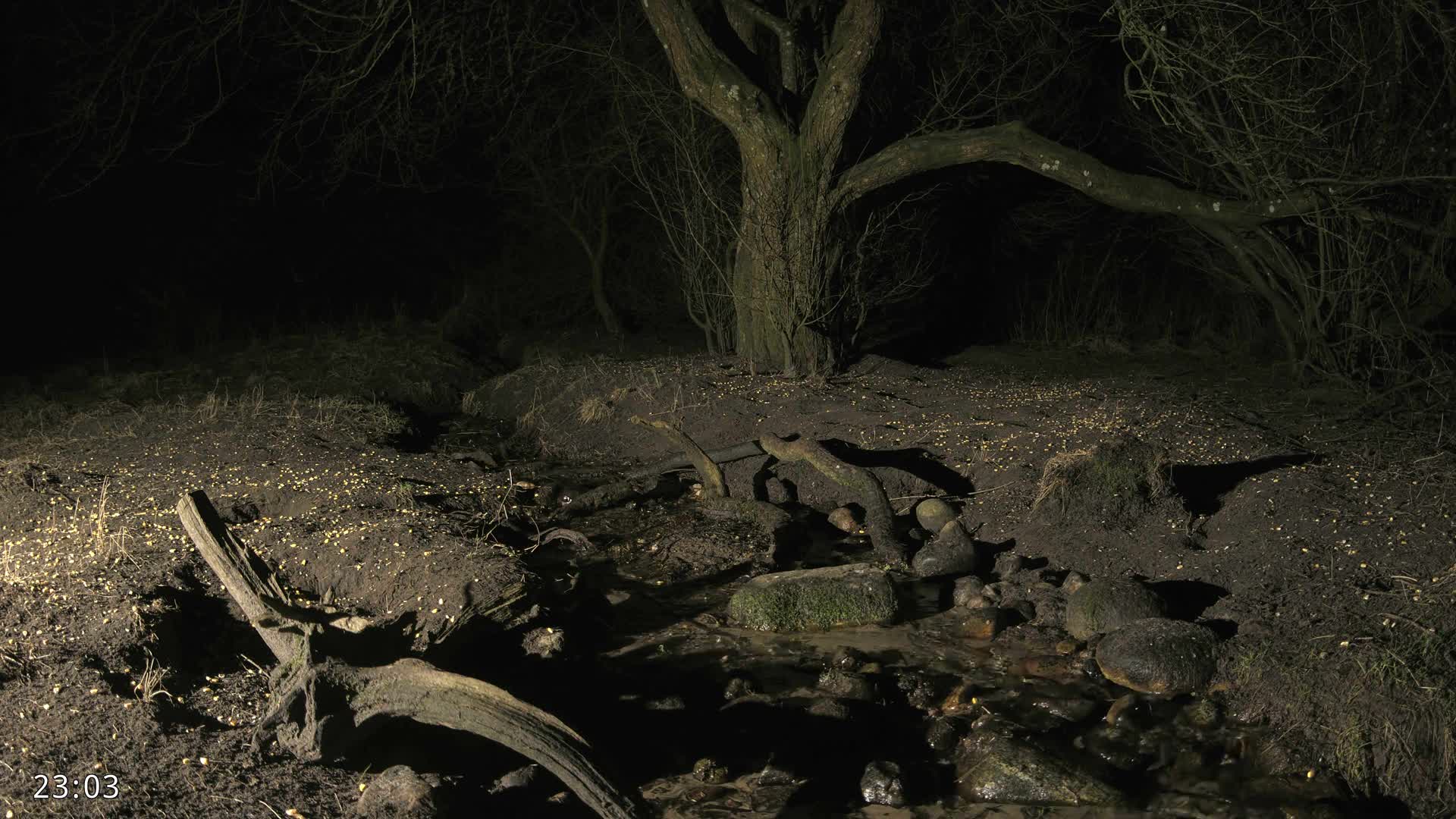 Dronninglund, Wildlife In The Forest Live Cam - Dronninglund, Bronderslev, Nordjylland(North Denmark), Denmark
