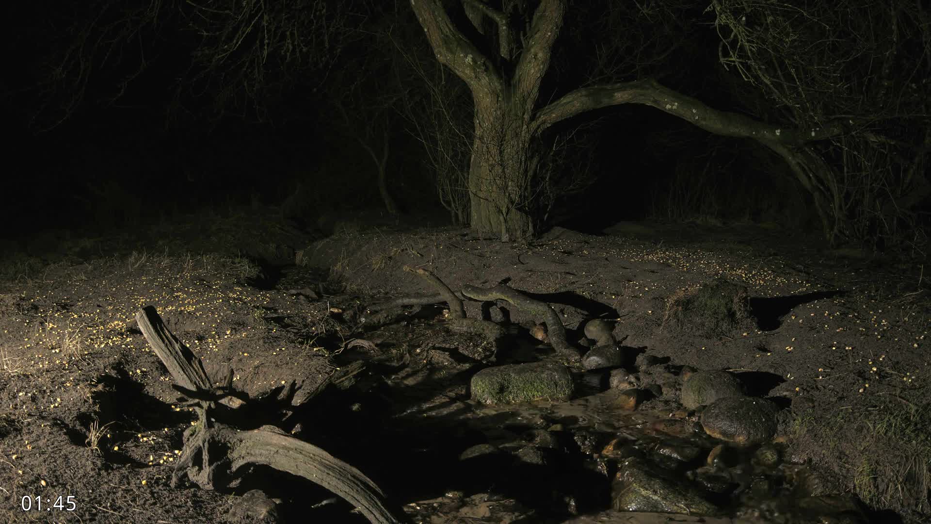 Dronninglund, Wildlife In The Forest Live Cam - Dronninglund, Bronderslev, Nordjylland(North Denmark), Denmark
