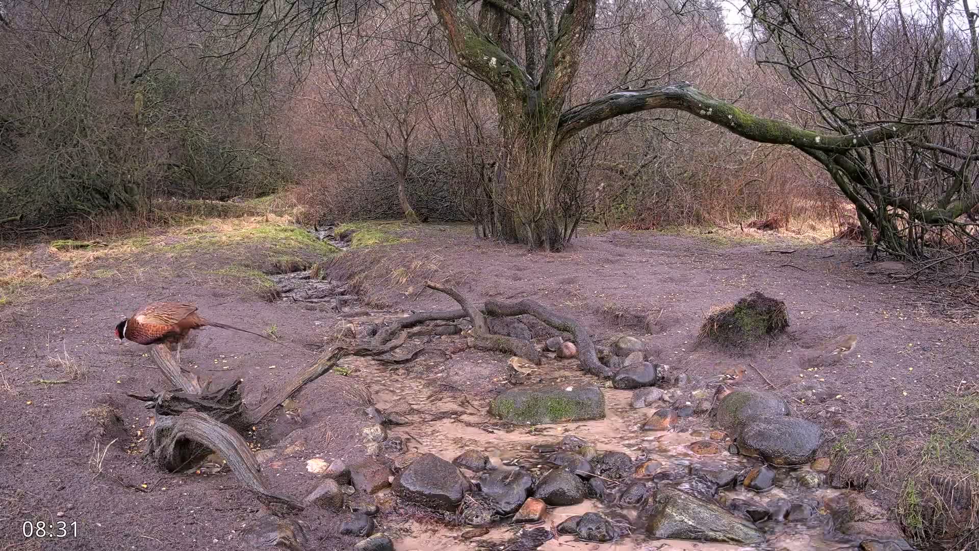 Dronninglund, Wildlife In The Forest Live Cam - Dronninglund, Bronderslev, Nordjylland(North Denmark), Denmark