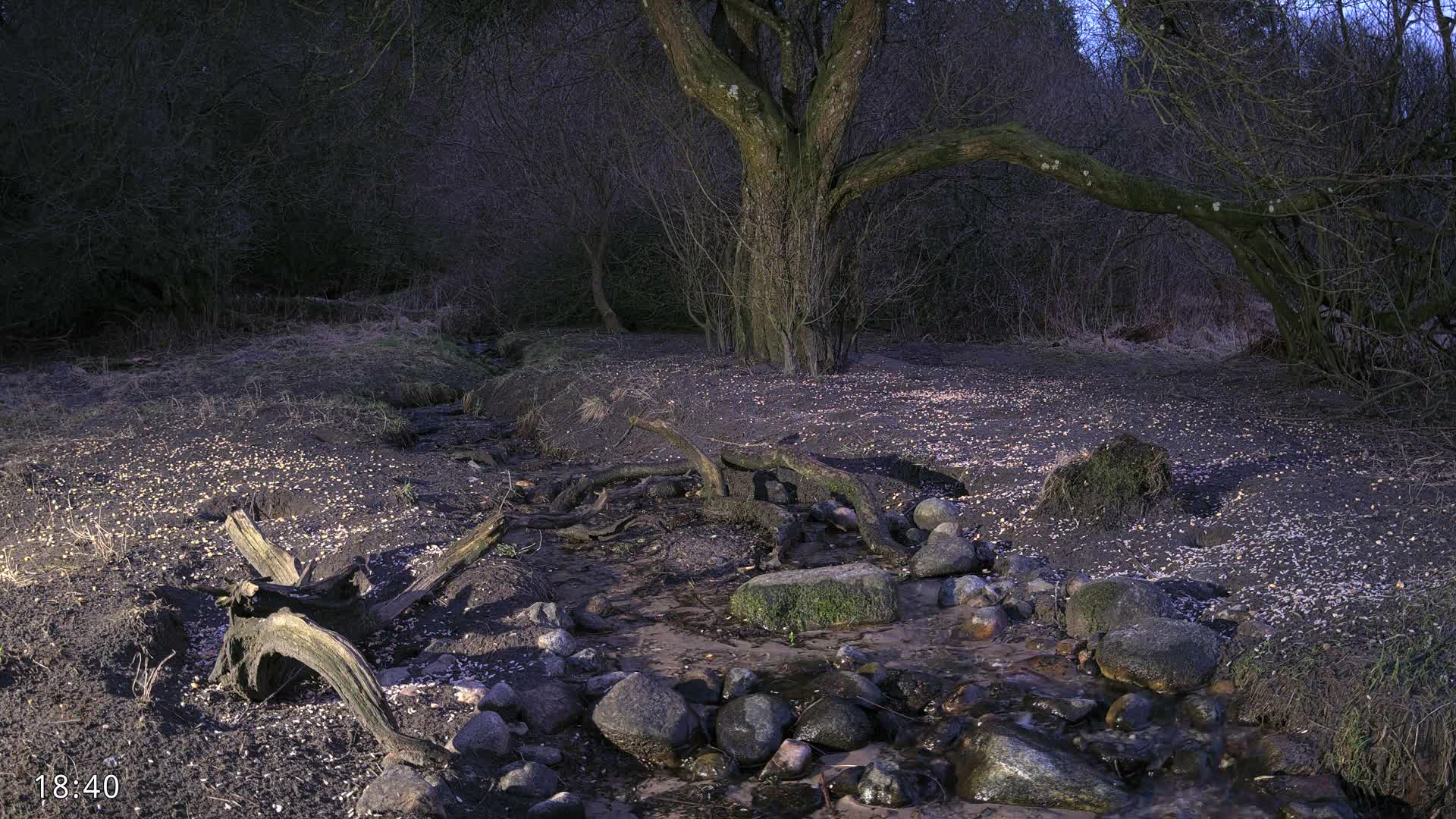 Dronninglund, Wildlife In The Forest Live Cam - Dronninglund, Bronderslev, Nordjylland(North Denmark), Denmark