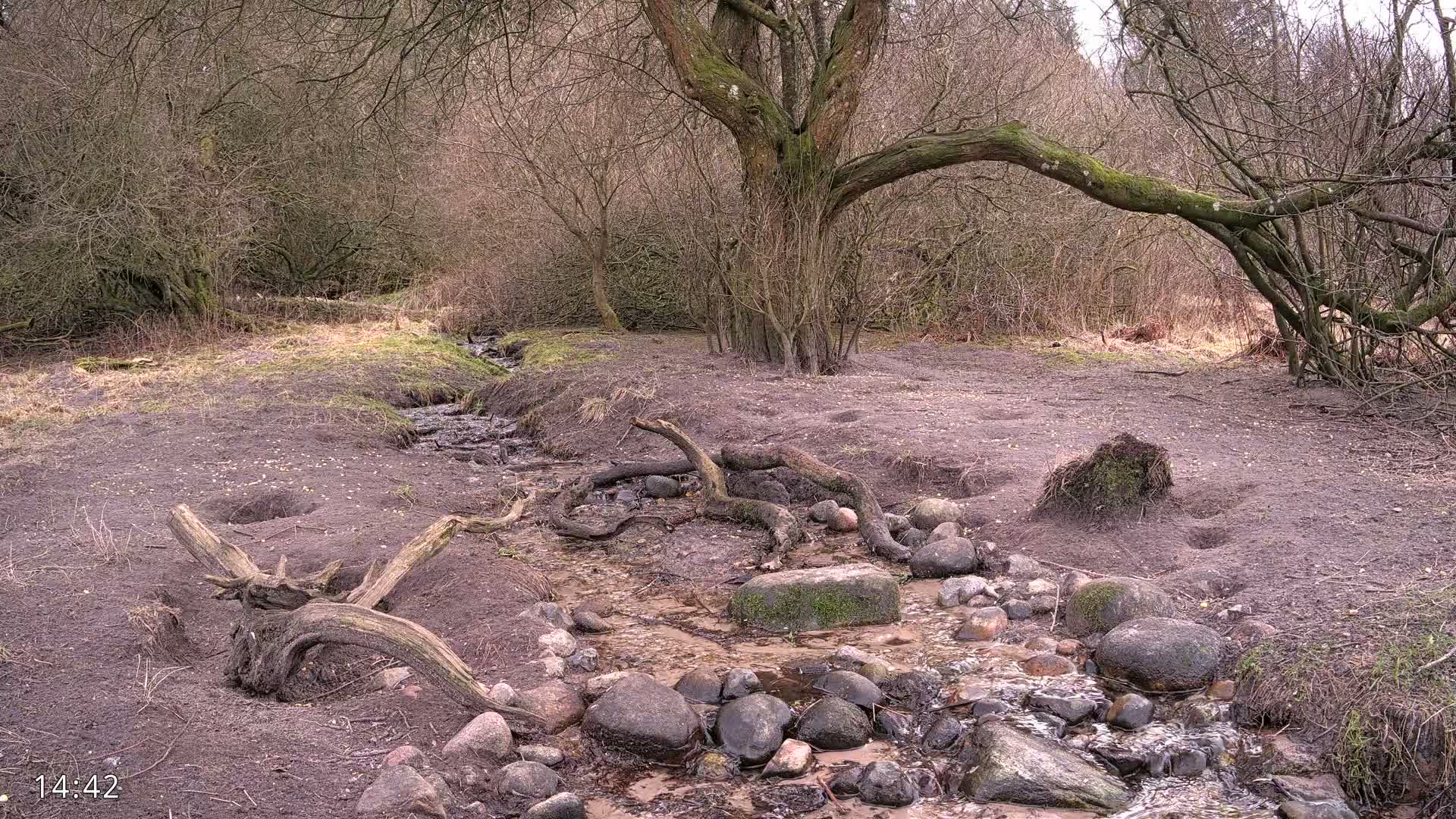 Dronninglund, Wildlife In The Forest Live Cam - Dronninglund, Bronderslev, Nordjylland(North Denmark), Denmark