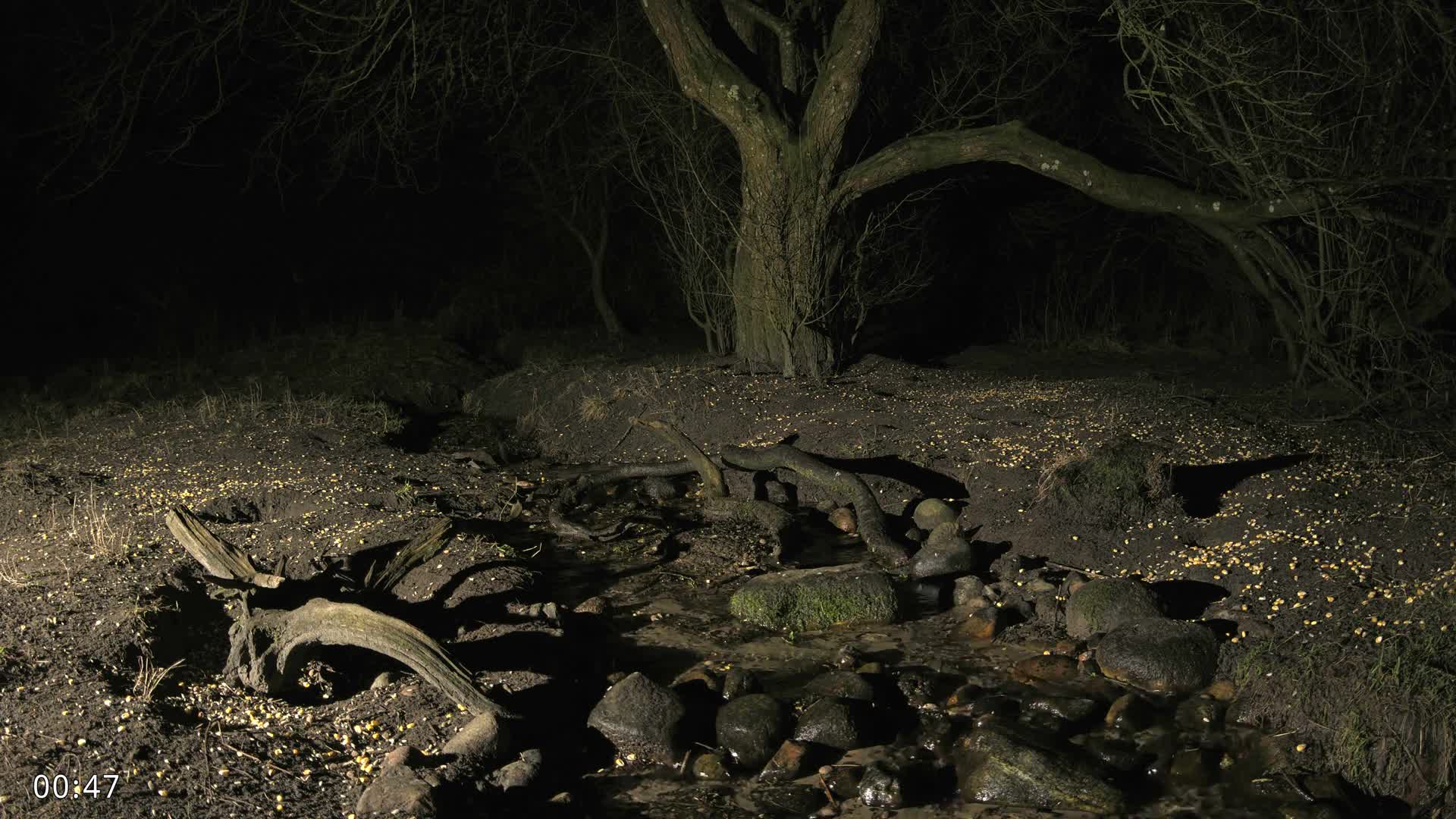 Dronninglund, Wildlife In The Forest Live Cam - Dronninglund, Bronderslev, Nordjylland(North Denmark), Denmark