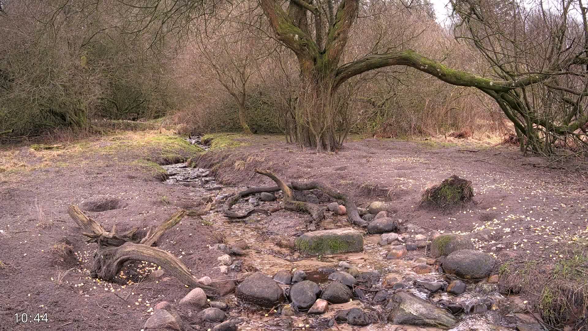 Dronninglund, Wildlife In The Forest Live Cam - Dronninglund, Bronderslev, Nordjylland(North Denmark), Denmark