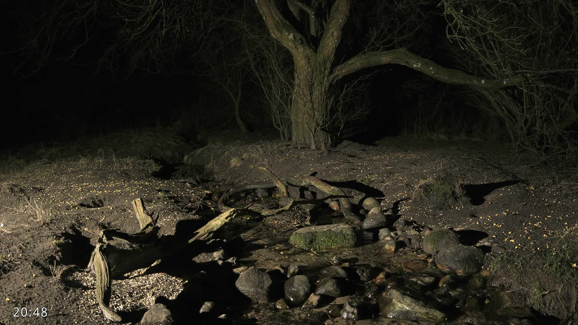 Dronninglund, Wildlife In The Forest Live Cam - Dronninglund, Bronderslev, Nordjylland(North Denmark), Denmark