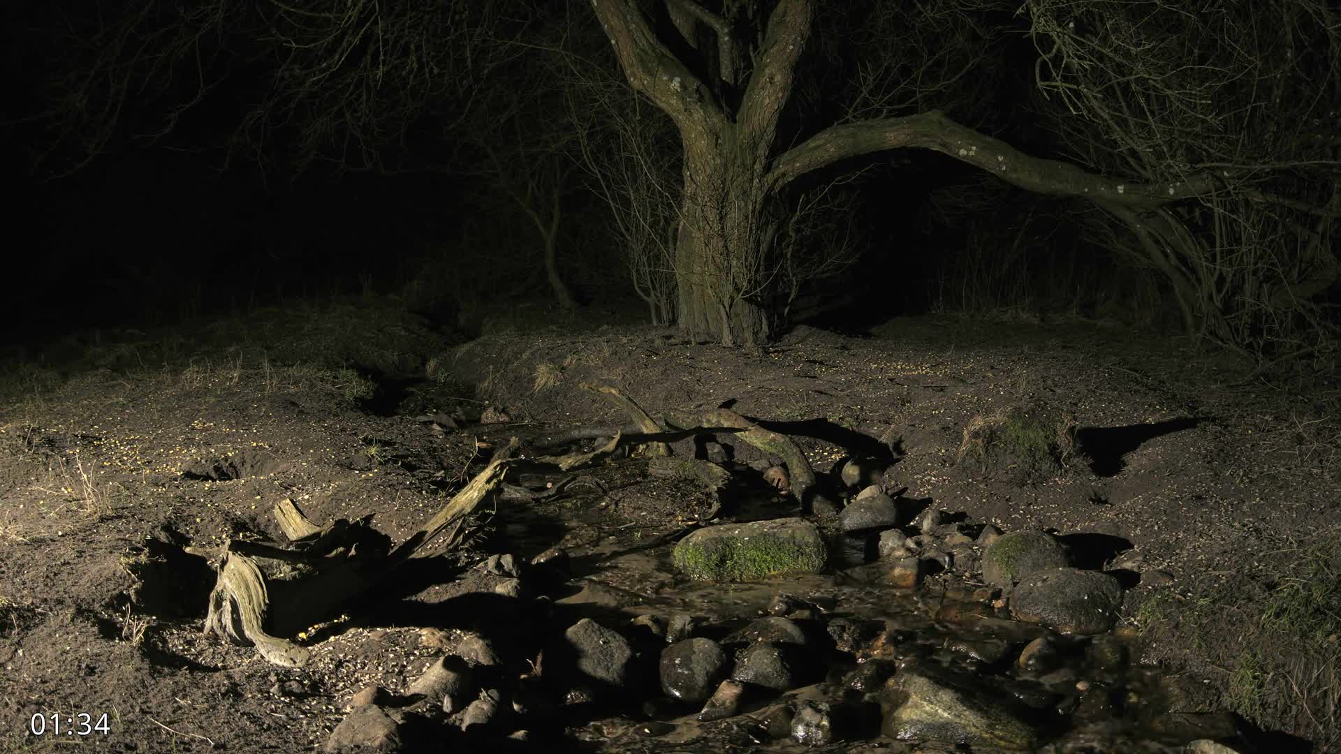 Dronninglund, Wildlife In The Forest Live Cam - Dronninglund, Bronderslev, Nordjylland(North Denmark), Denmark