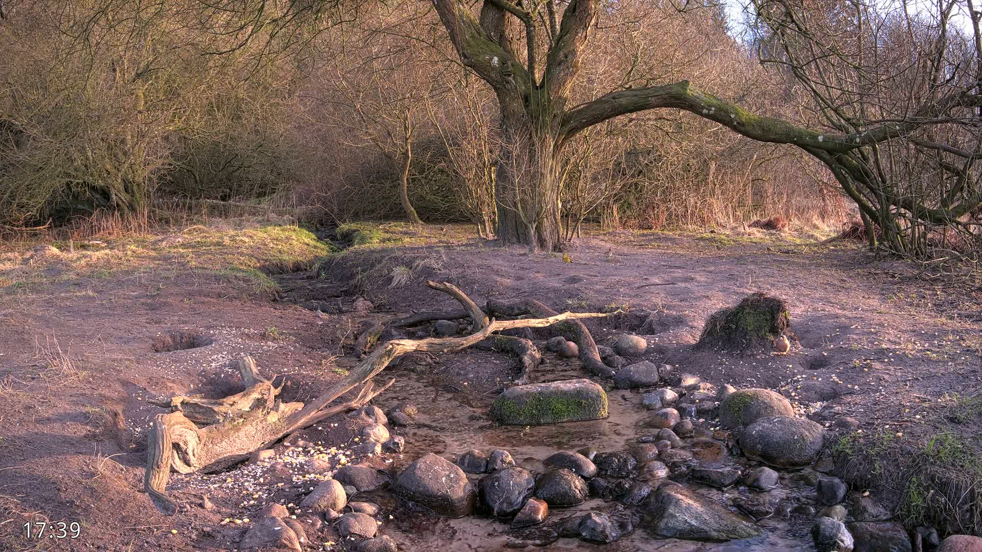 Dronninglund, Wildlife In The Forest Live Cam - Dronninglund, Bronderslev, Nordjylland(North Denmark), Denmark