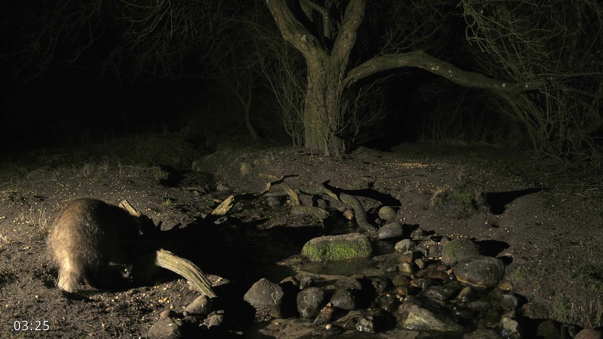 Dronninglund, Wildlife In The Forest Live Cam - Dronninglund, Bronderslev, Nordjylland(North Denmark), Denmark