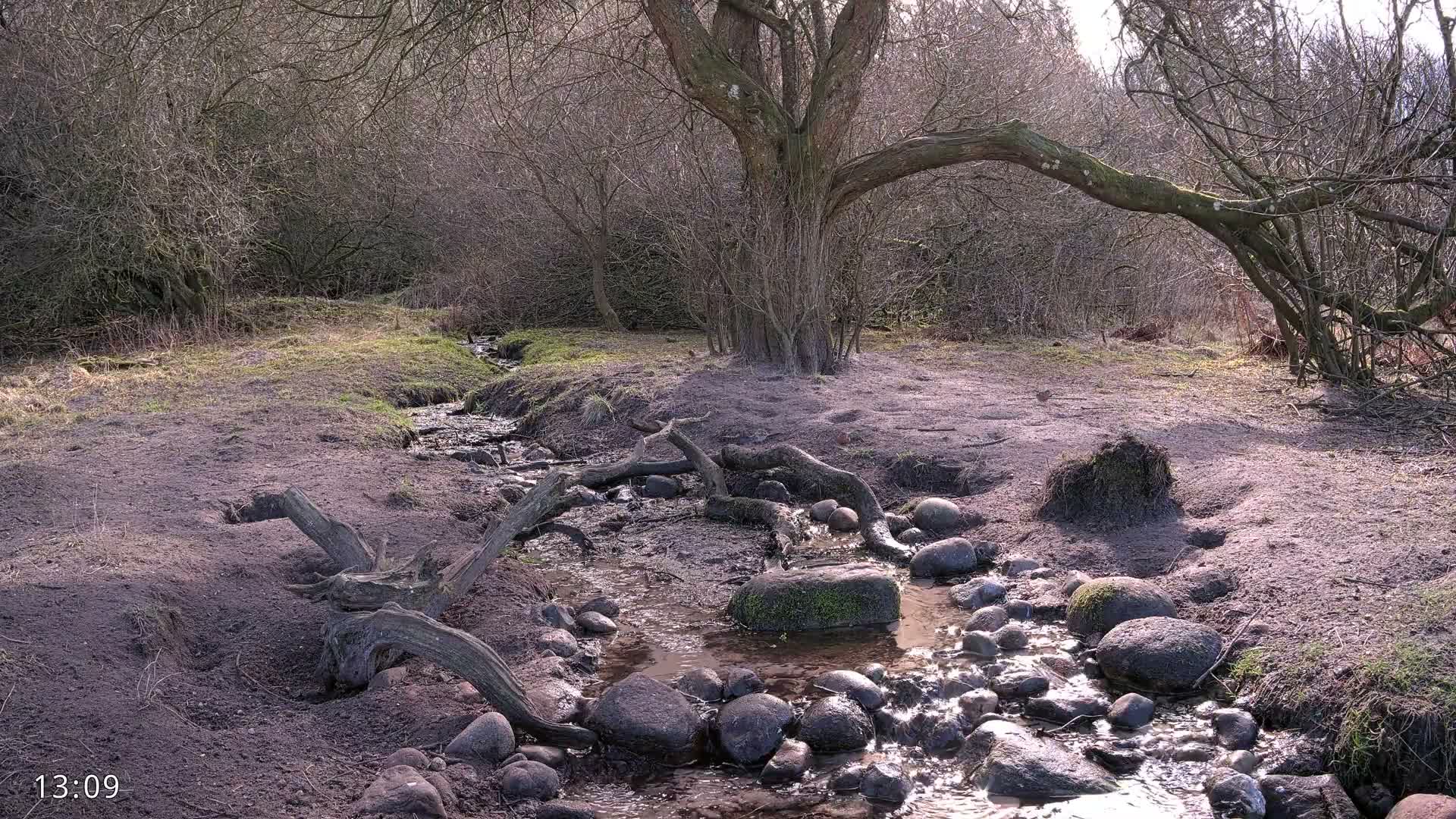 Dronninglund, Wildlife In The Forest Live Cam - Dronninglund, Bronderslev, Nordjylland(North Denmark), Denmark