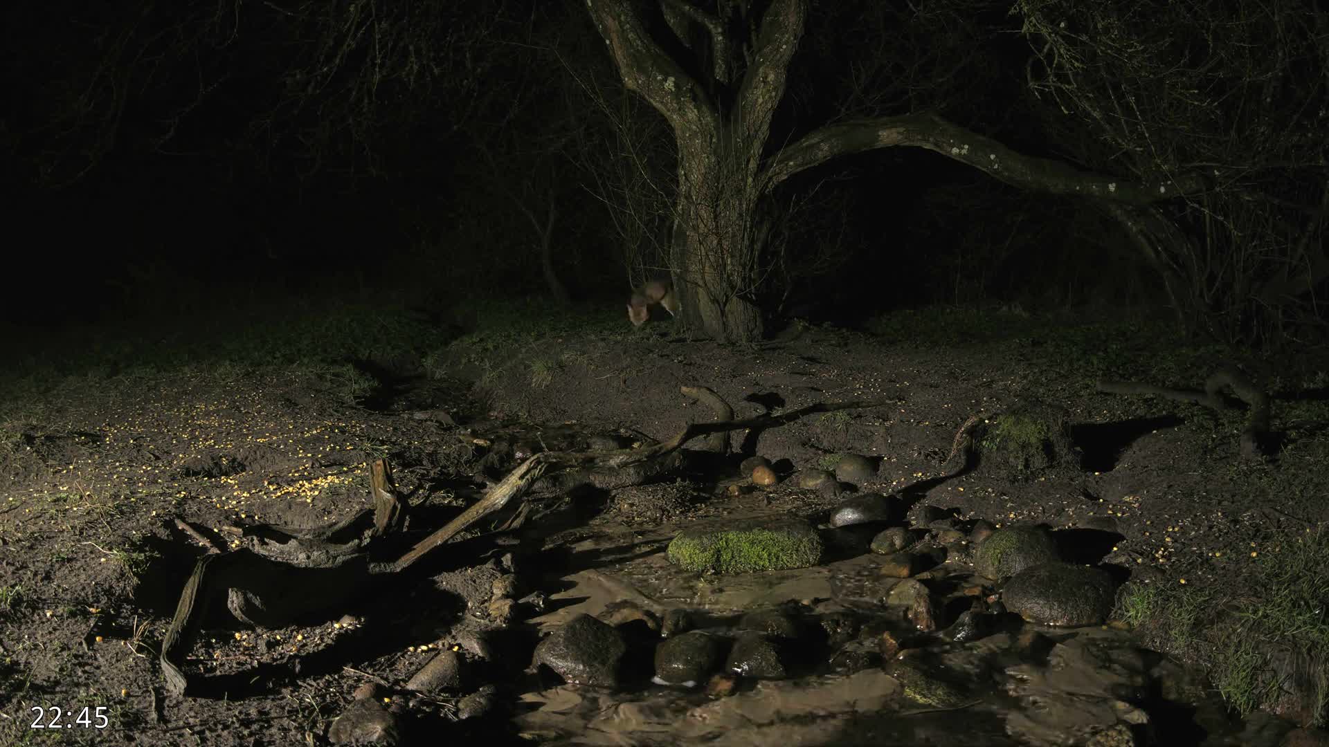 Dronninglund, Wildlife In The Forest Live Cam - Dronninglund, Bronderslev, Nordjylland(North Denmark), Denmark