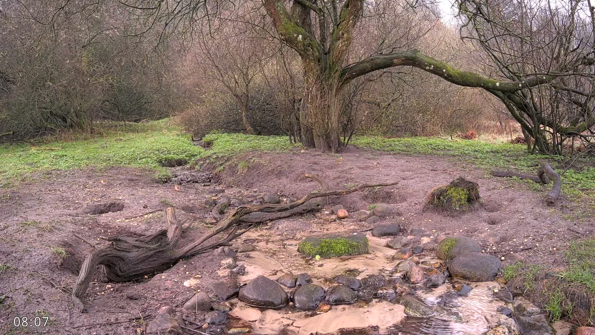 Dronninglund, Wildlife In The Forest Live Cam - Dronninglund, Bronderslev, Nordjylland(North Denmark), Denmark