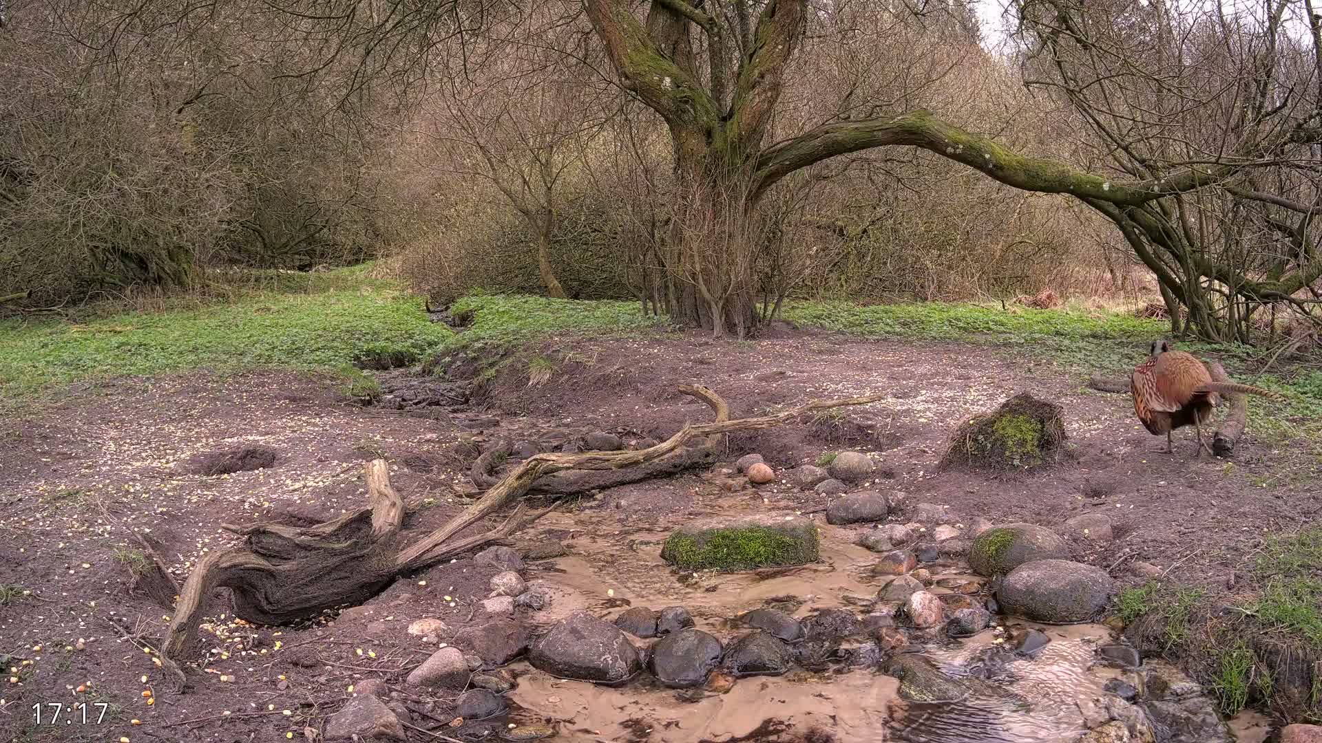 A damp and muddy woodland scene features a small rocky stream flowing through the foreground, surrounded by fallen leaves and sparse green vegetation, with bare trees and dense brush filling the background under an overcast sky.