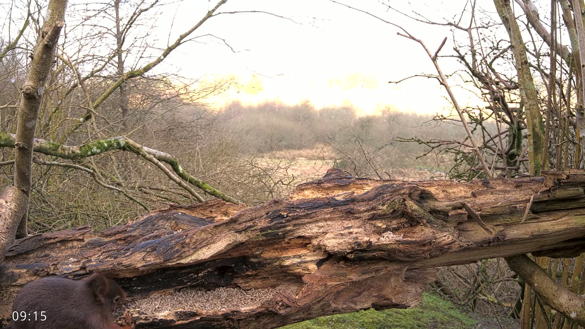 A red squirrel eats seeds from a hollowed-out log in a woodland setting under a soft, light sky.
