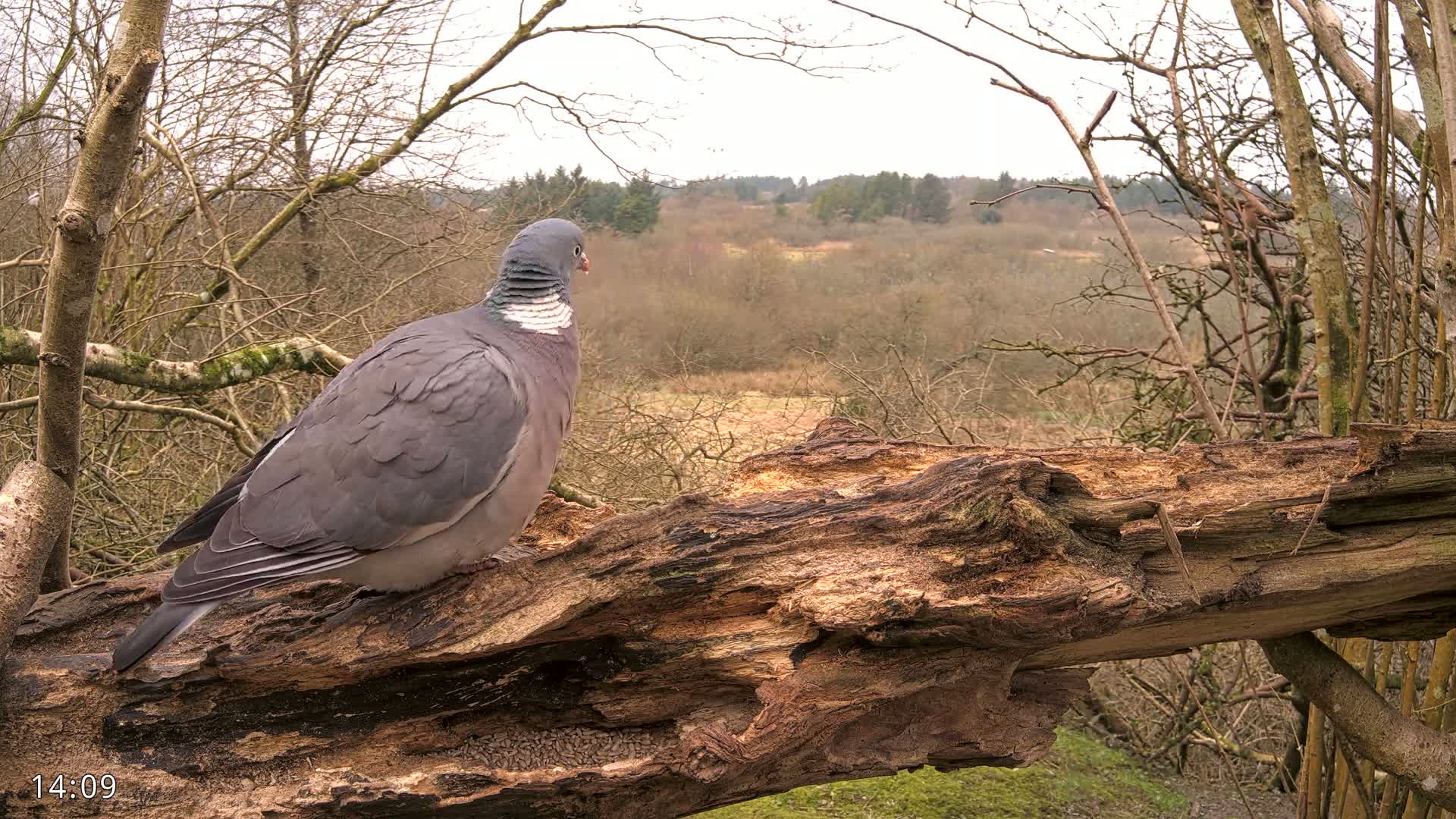 A wood pigeon perches on a decaying log overlooking a woodland scene on a cloudy day.