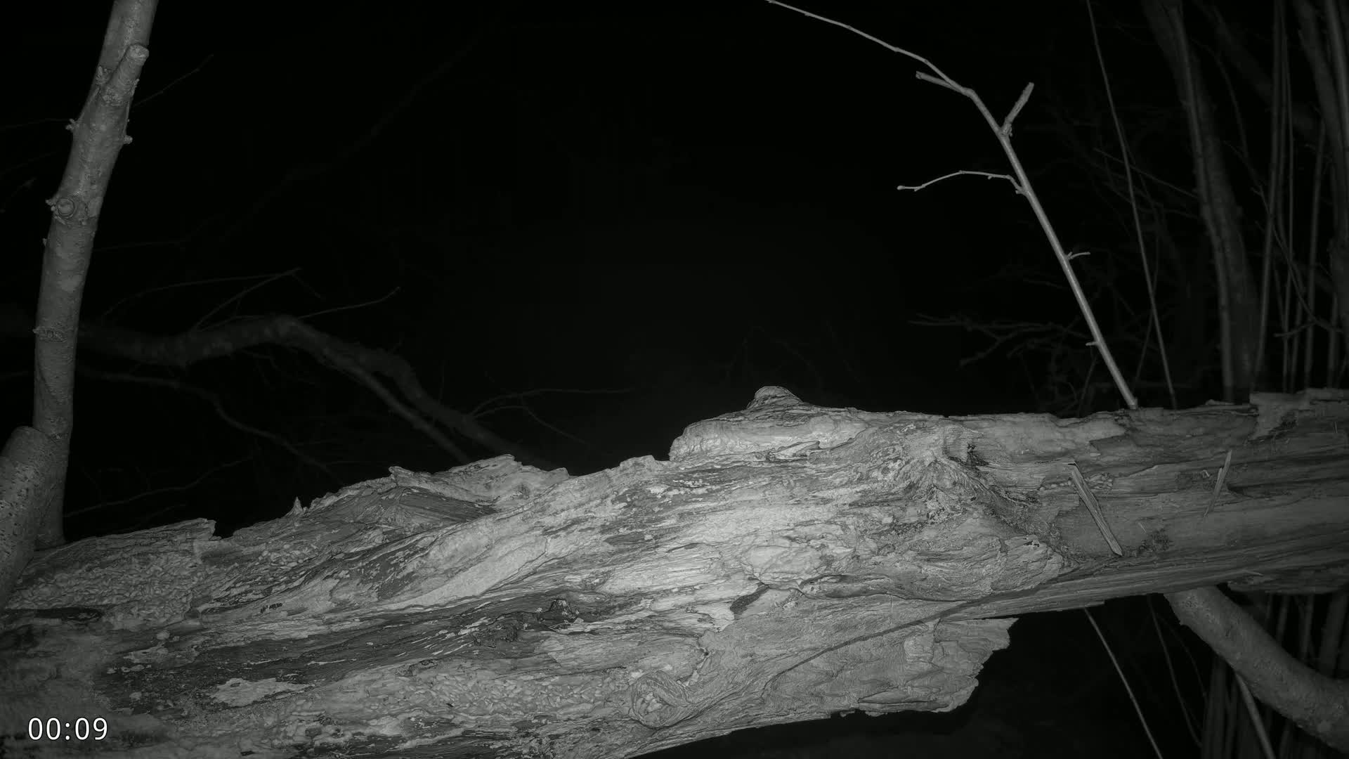 A large, decaying log lies at night amongst bare tree branches.