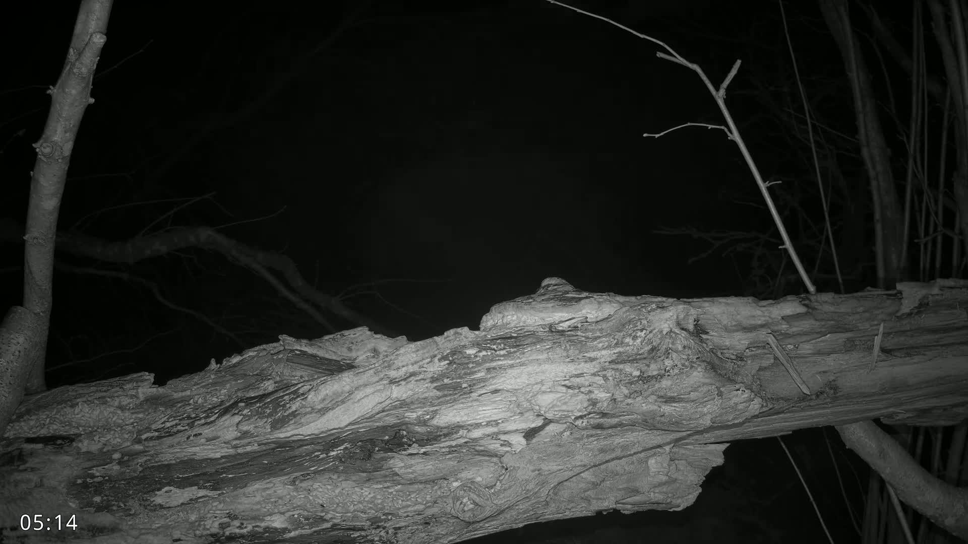A large, decaying log rests on the ground at night, surrounded by bare tree branches.