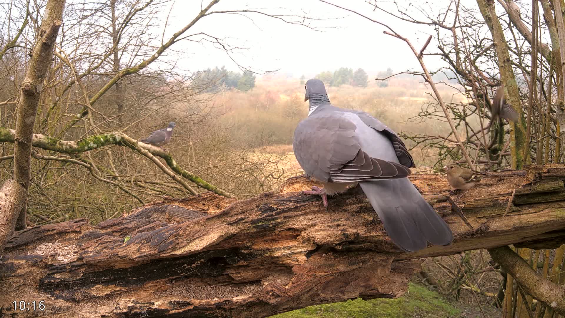 Three birds perch on a decaying log overlooking a hazy, wooded landscape.