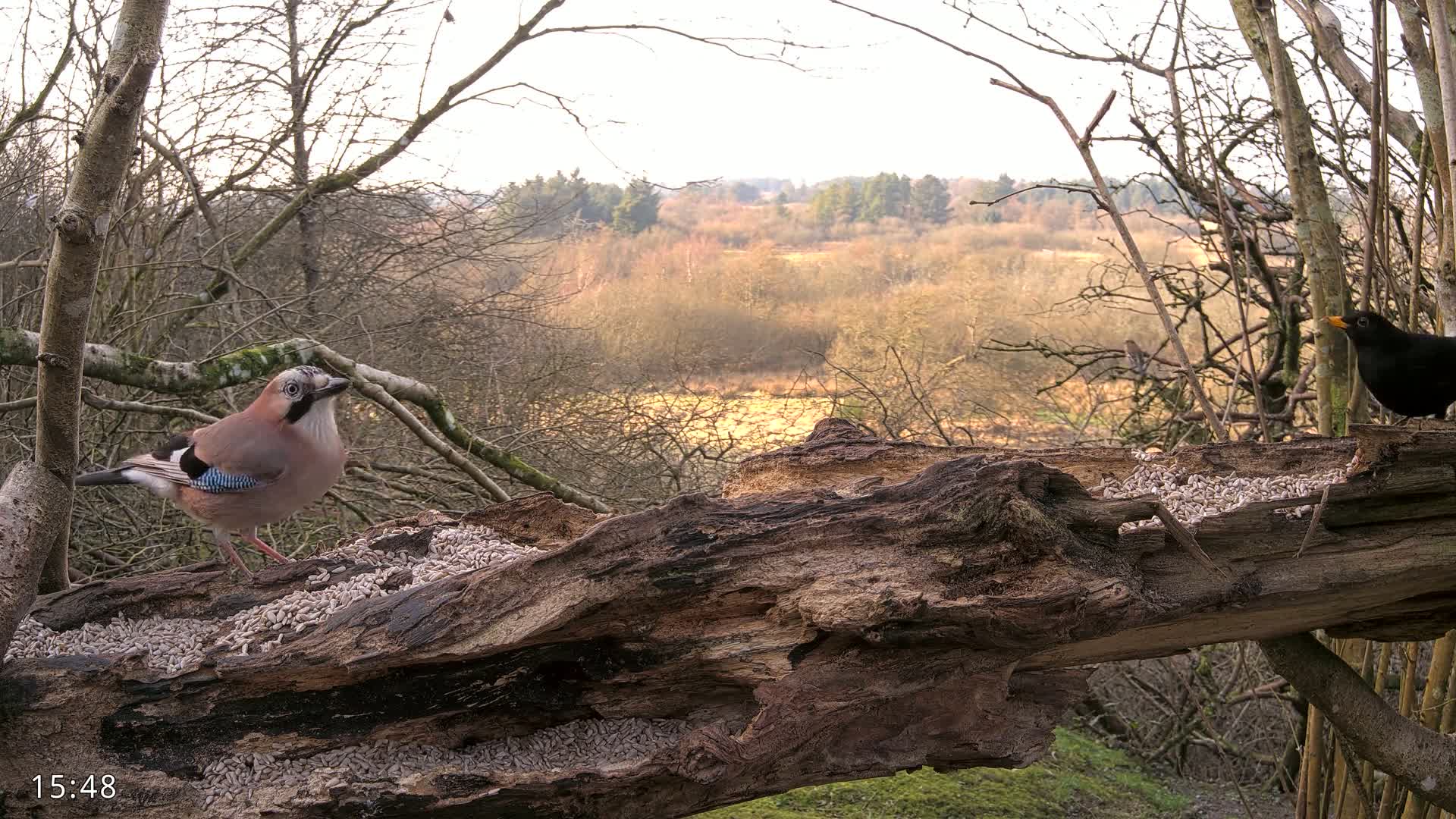 A Eurasian jay and a blackbird perch on a decaying log laden with birdseed, overlooking a sunlit woodland scene under a bright, mostly clear sky.
