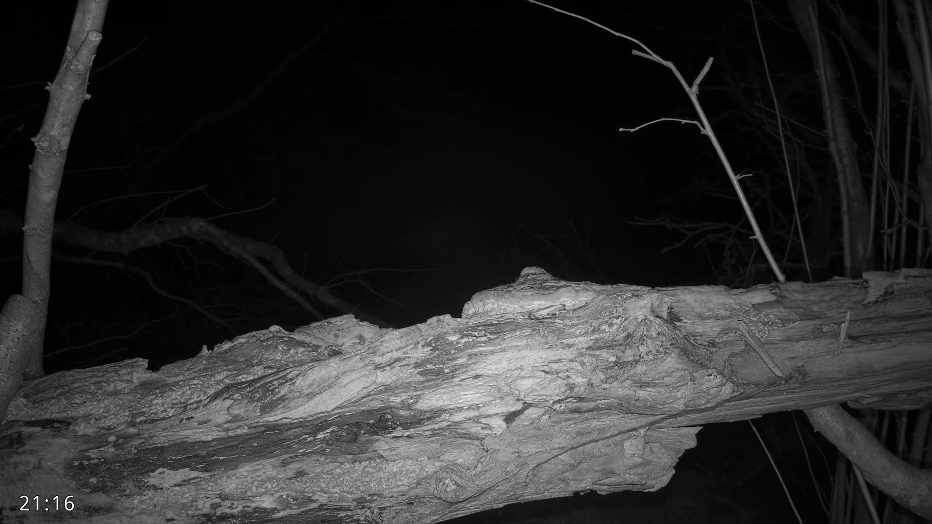 A large, decaying log rests on the ground at night, surrounded by bare tree branches under a dark sky.