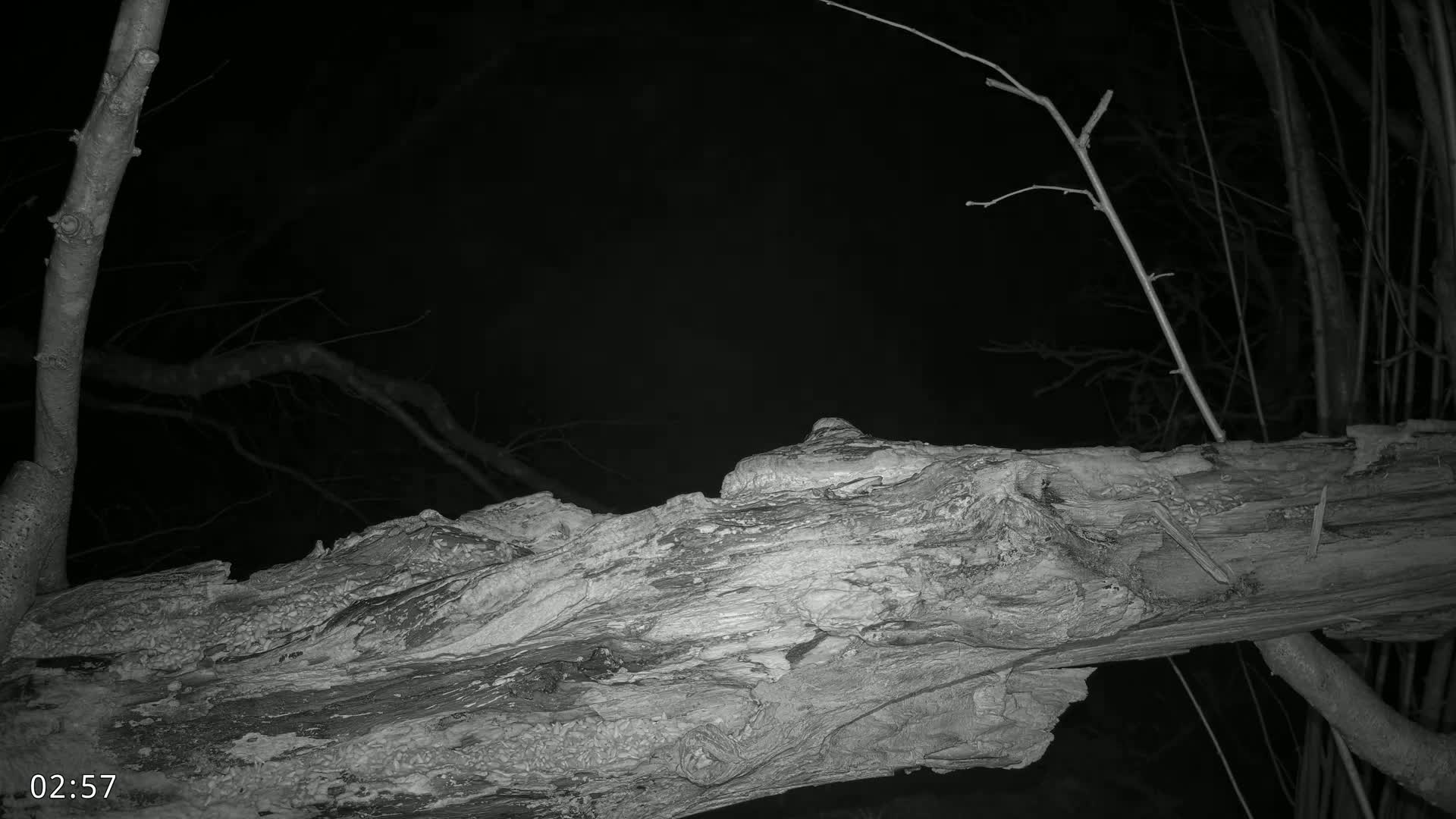 A large, decaying tree trunk lies at night under a dark sky among bare branches.