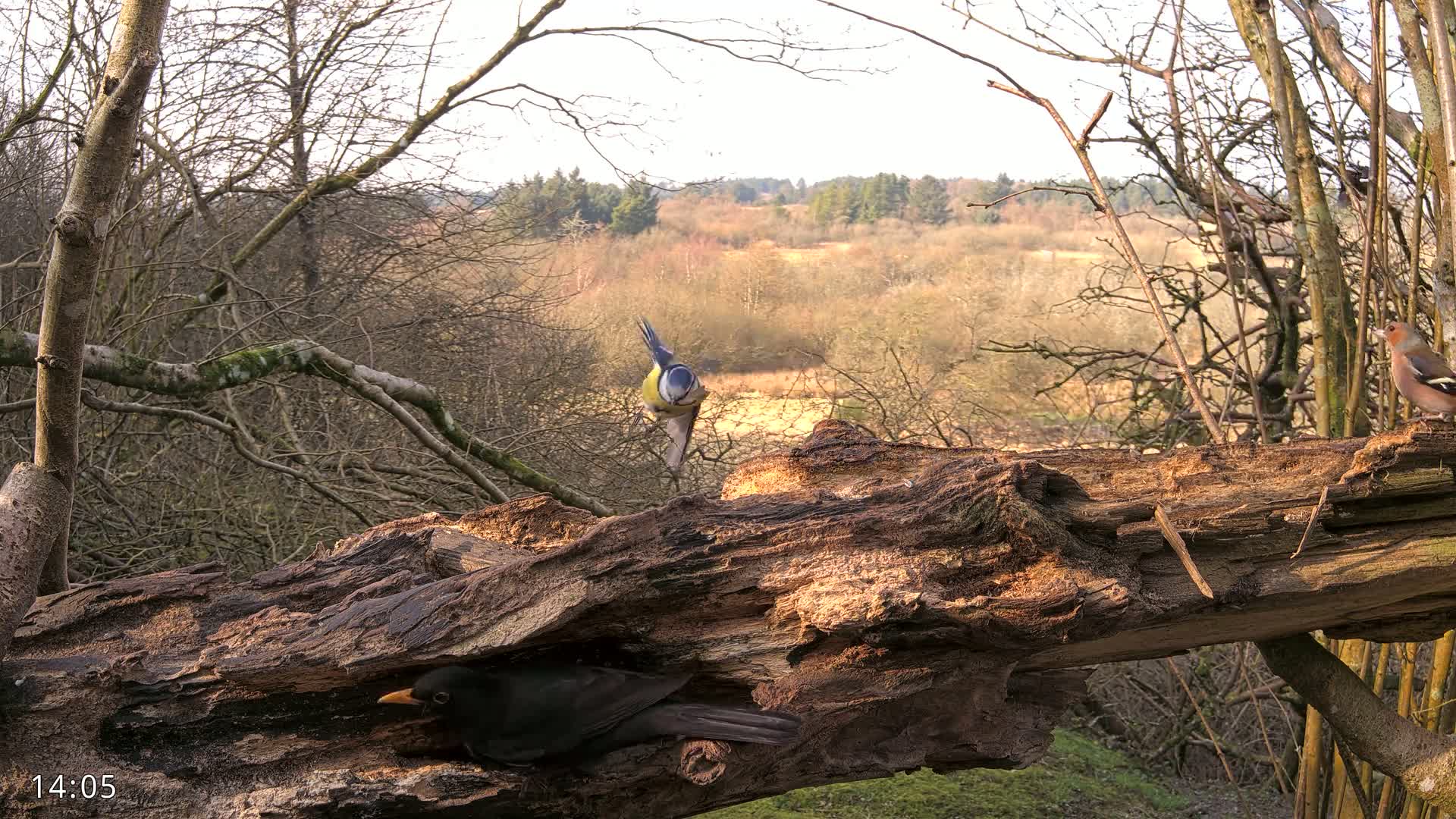 Three birds are near a large, decaying log in a sunlit woodland, with bare deciduous trees and a distant view of a lightly forested valley.