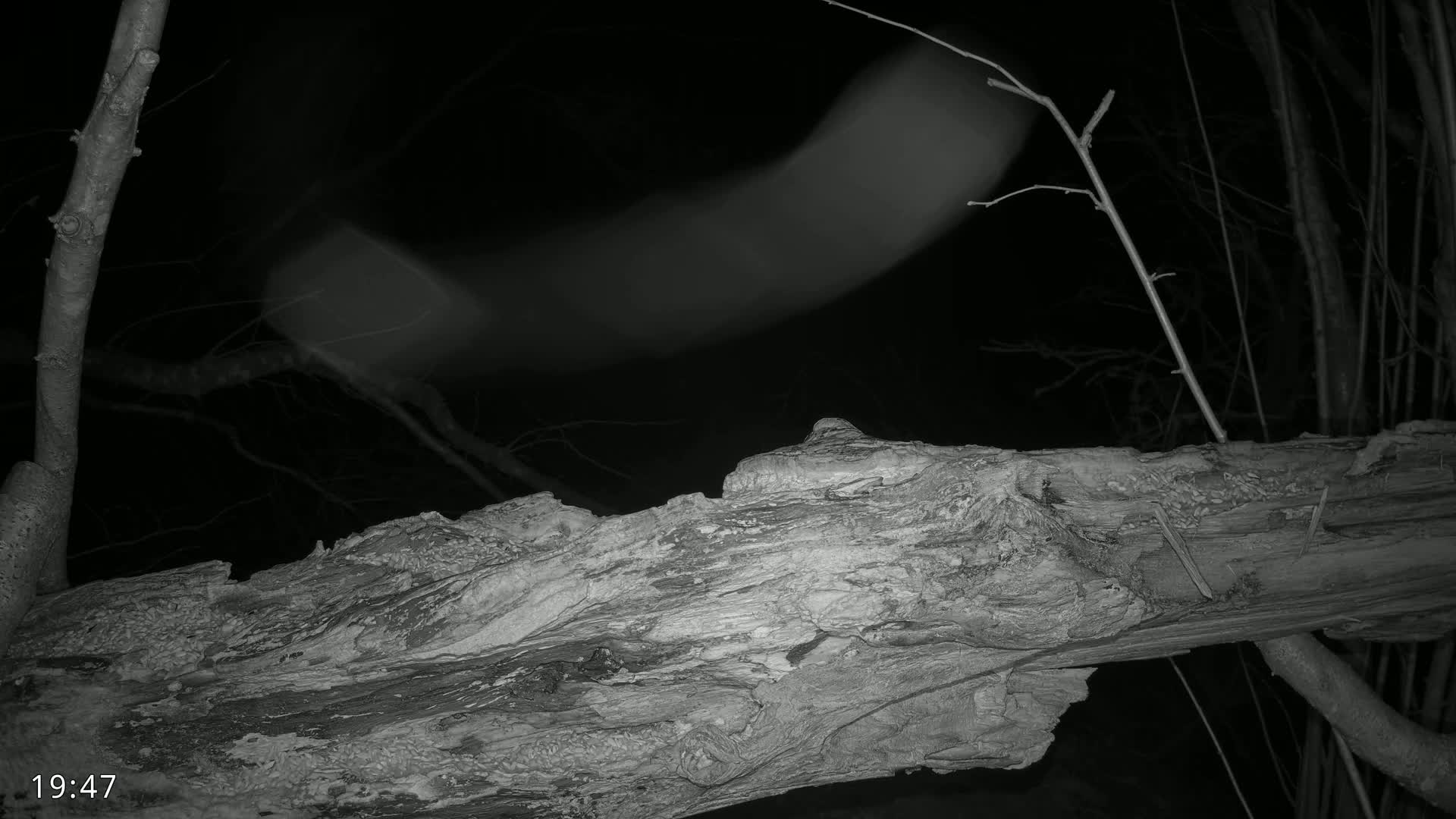 A blurred, light-colored animal is seen moving over a large, decaying log at night.