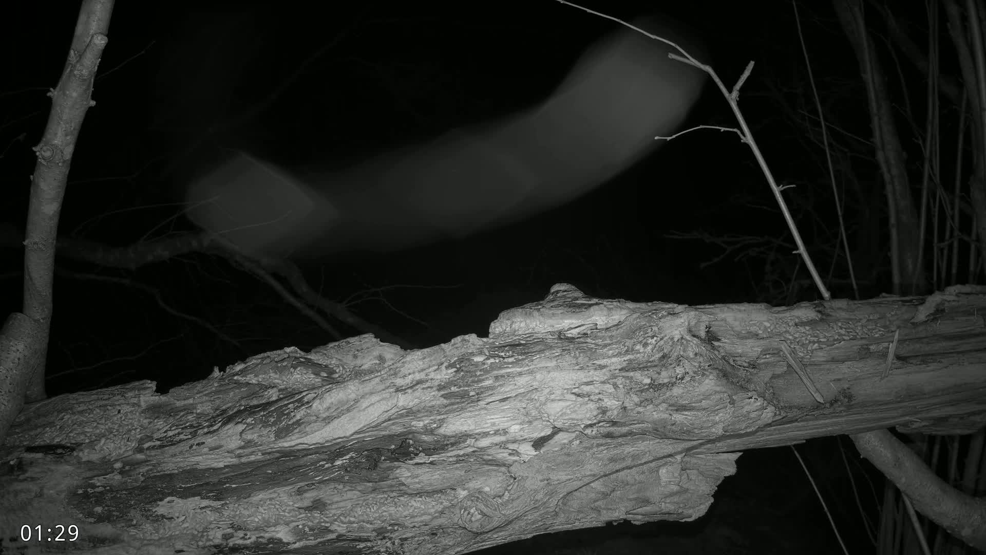 A blurred, light-colored animal leaps over a large, decaying log at night.