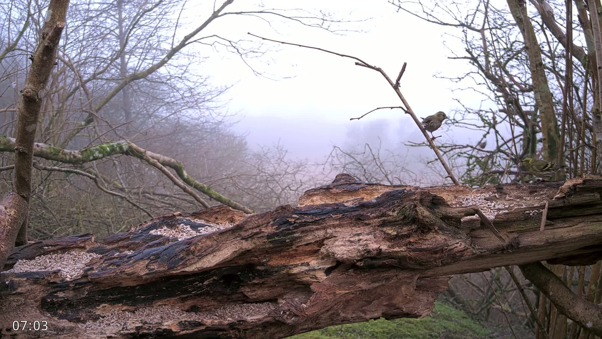 A large, decaying log covered in birdseed sits in a foggy woodland, with several birds perched on branches and the log itself.