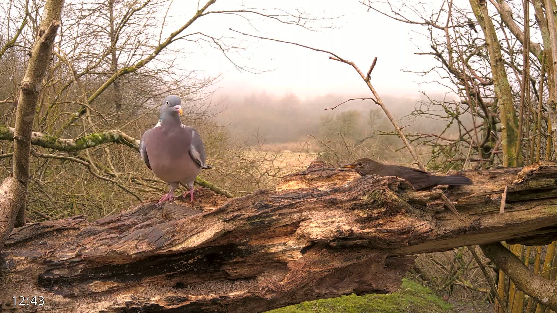 A wood pigeon and a blackbird perch on a decaying log in a misty woodland.