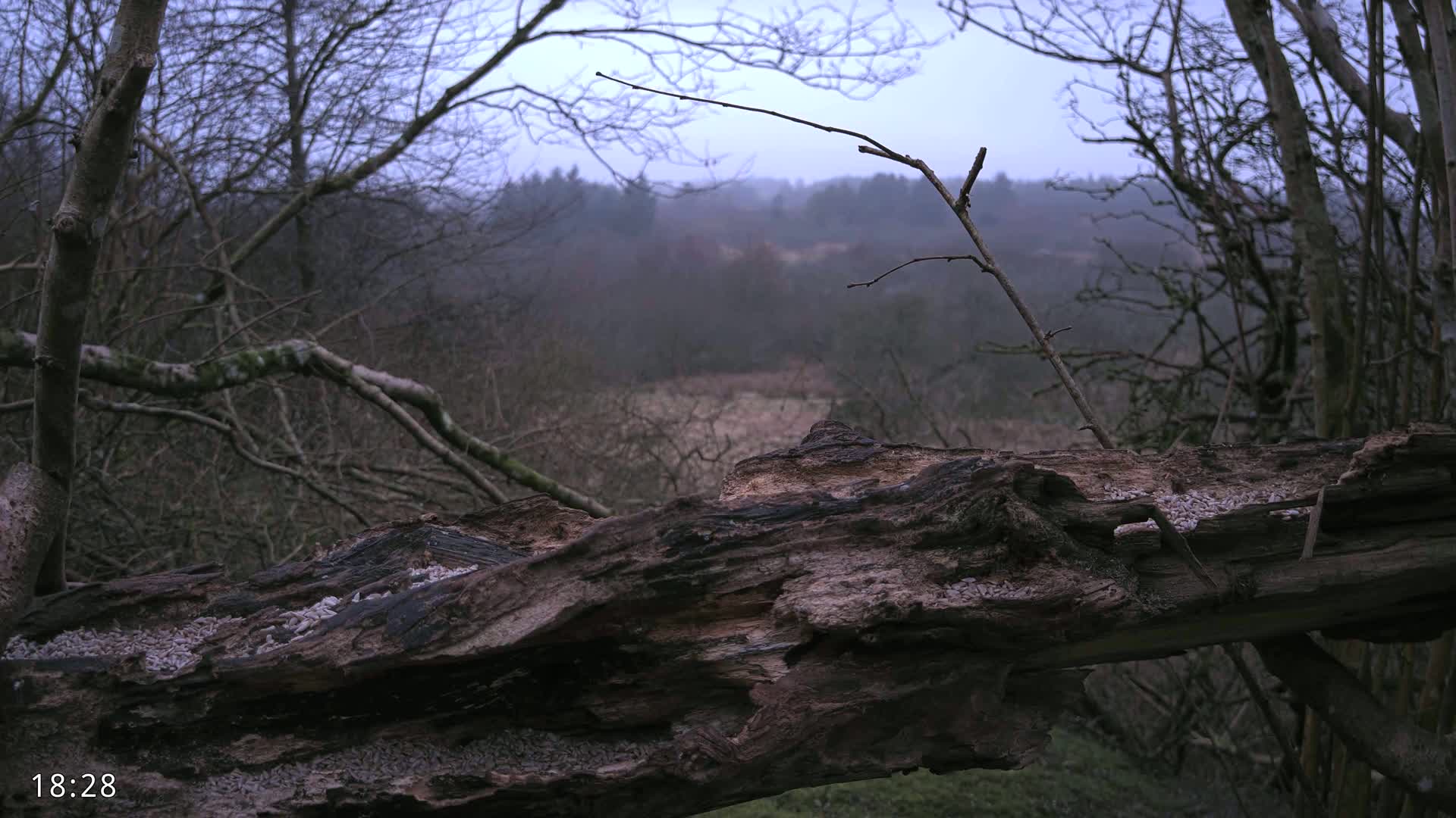 A large, decaying log rests in the foreground, partially obscuring a view of a misty, winter woodland.