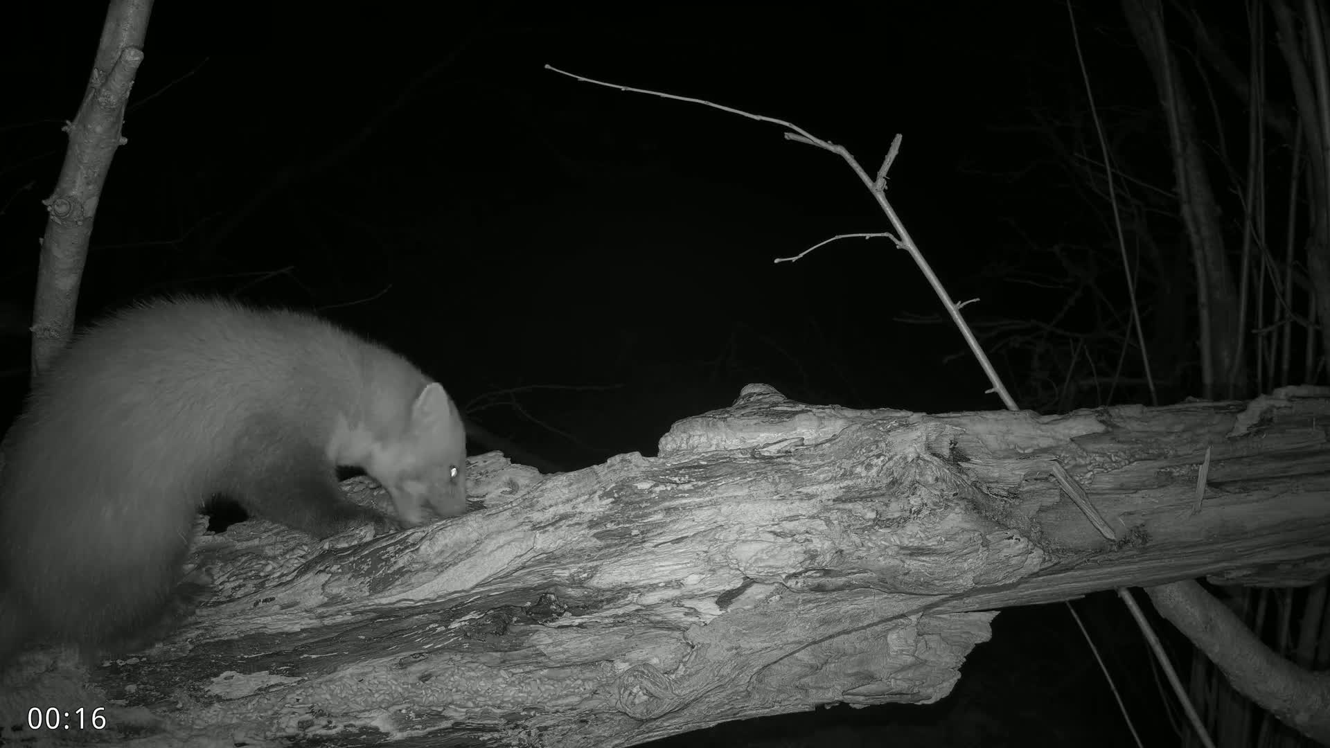 A pine marten walks across a fallen log at night.