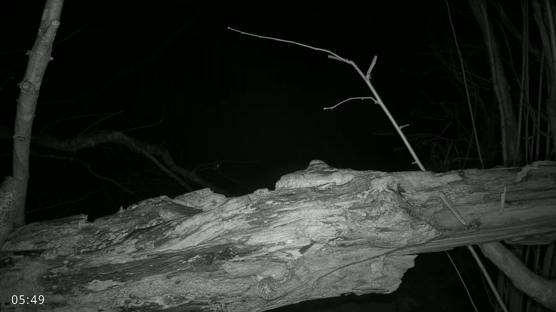 A large, decaying log rests on the ground at night, surrounded by bare branches of trees under a dark sky.