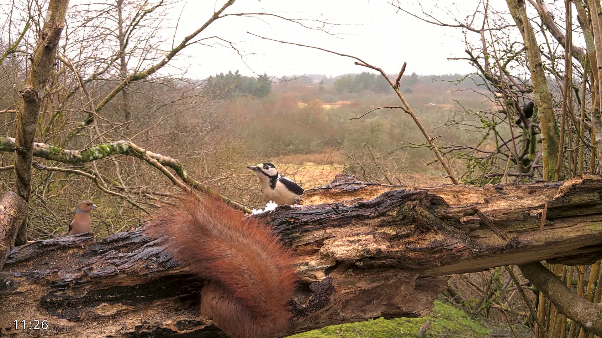 A great spotted woodpecker and a chaffinch are perched on a decaying log alongside a red squirrel's tail, overlooking a misty woodland scene.