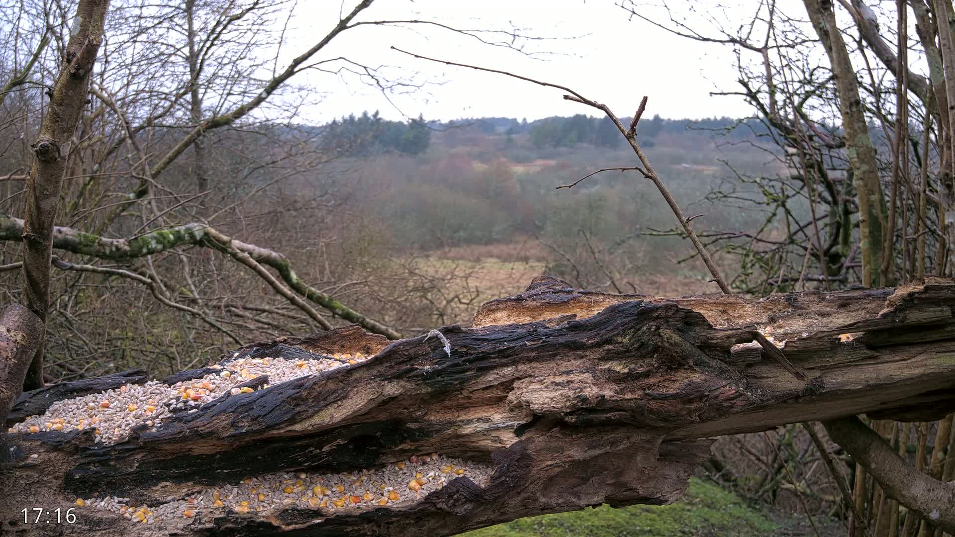 A hollowed-out log filled with birdseed sits atop a tree overlooking a wintery, wooded landscape.