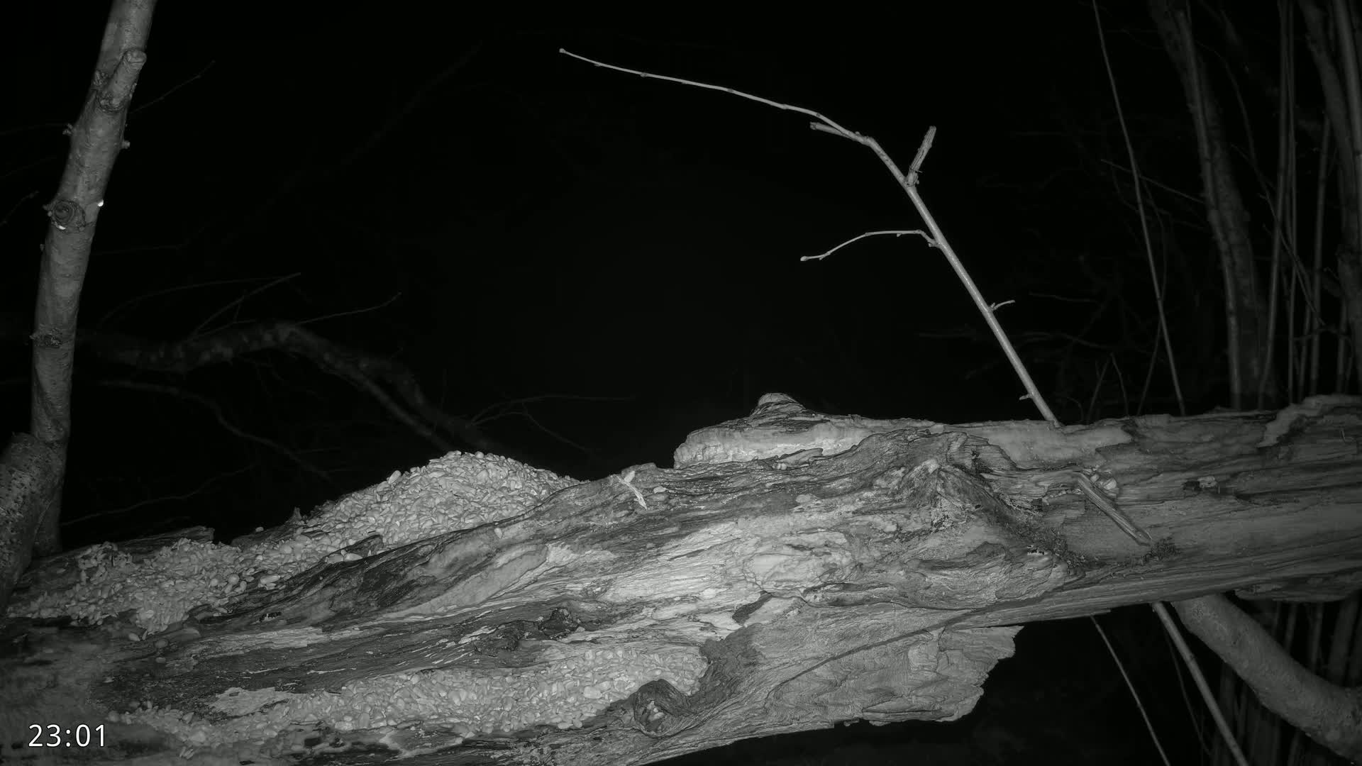 A decaying log rests on the ground at night, surrounded by bare branches under a dark sky.