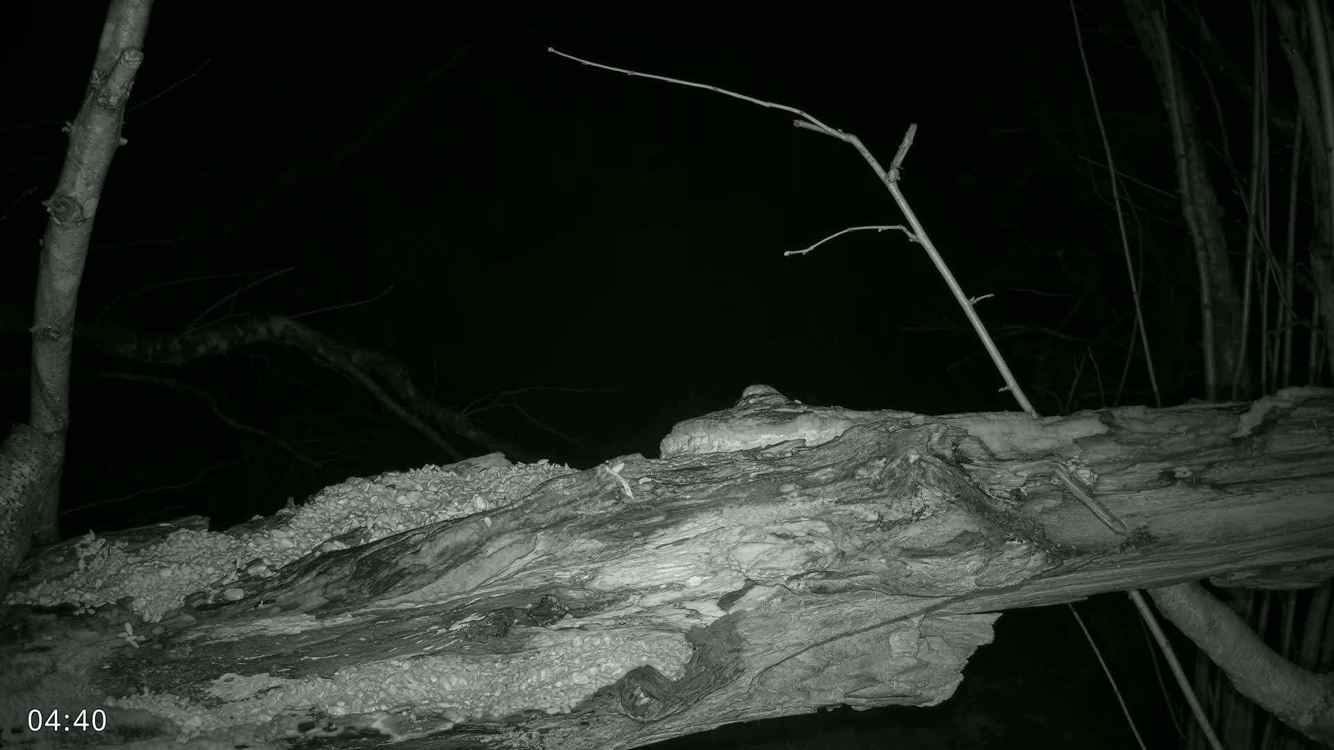A large, decaying log sits at night in a dark forest with leafless branches visible.
