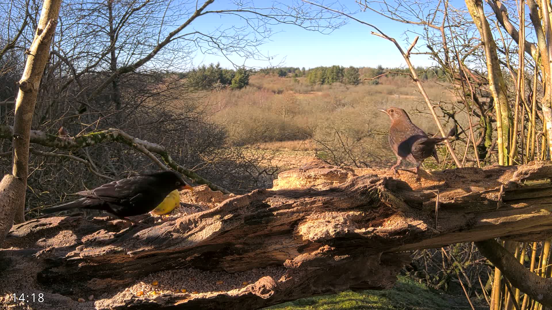 Two blackbirds are perched on a decaying log filled with birdseed, overlooking a sunny, wooded landscape.