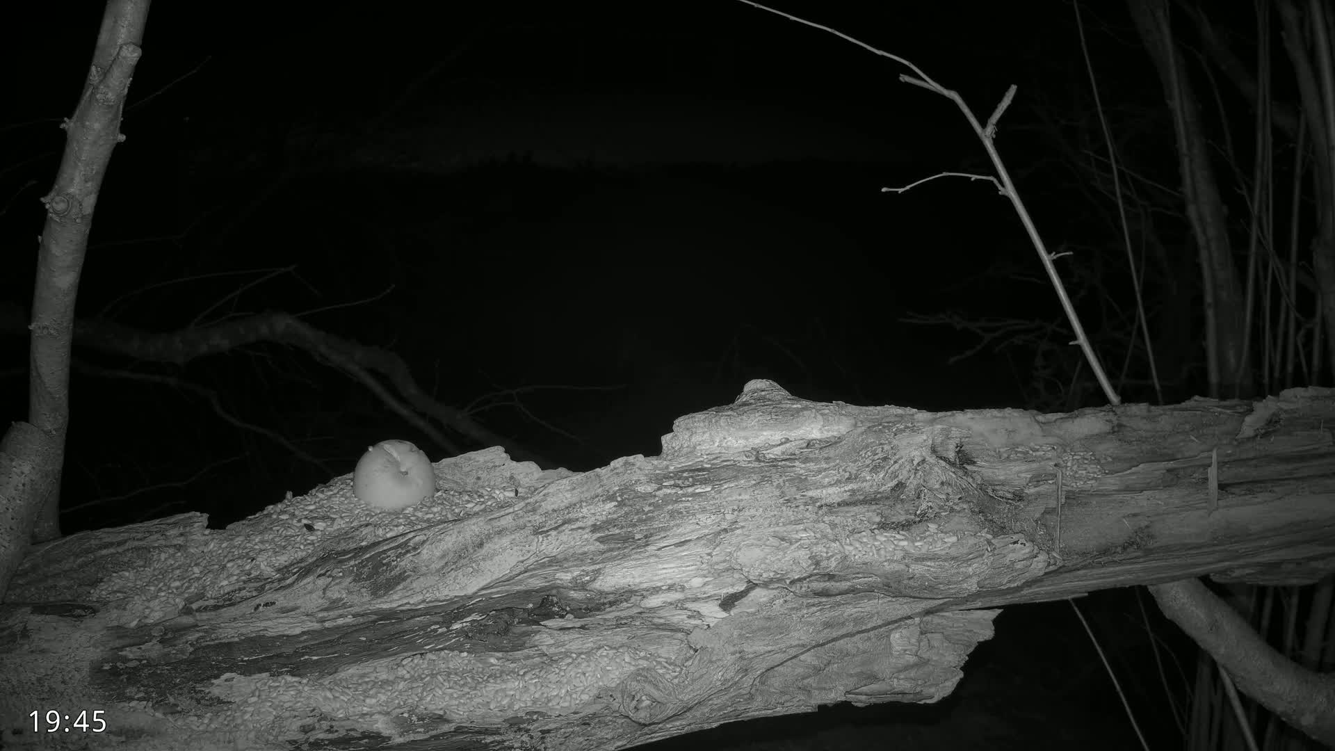 A large, decaying log rests on the ground at night, with a small, round object near its center.