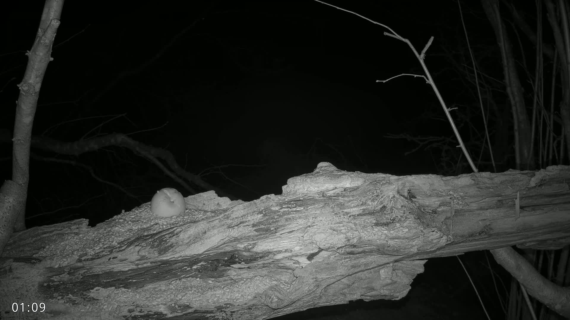 A light-colored, round object rests on a decaying log at night, surrounded by bare tree branches.