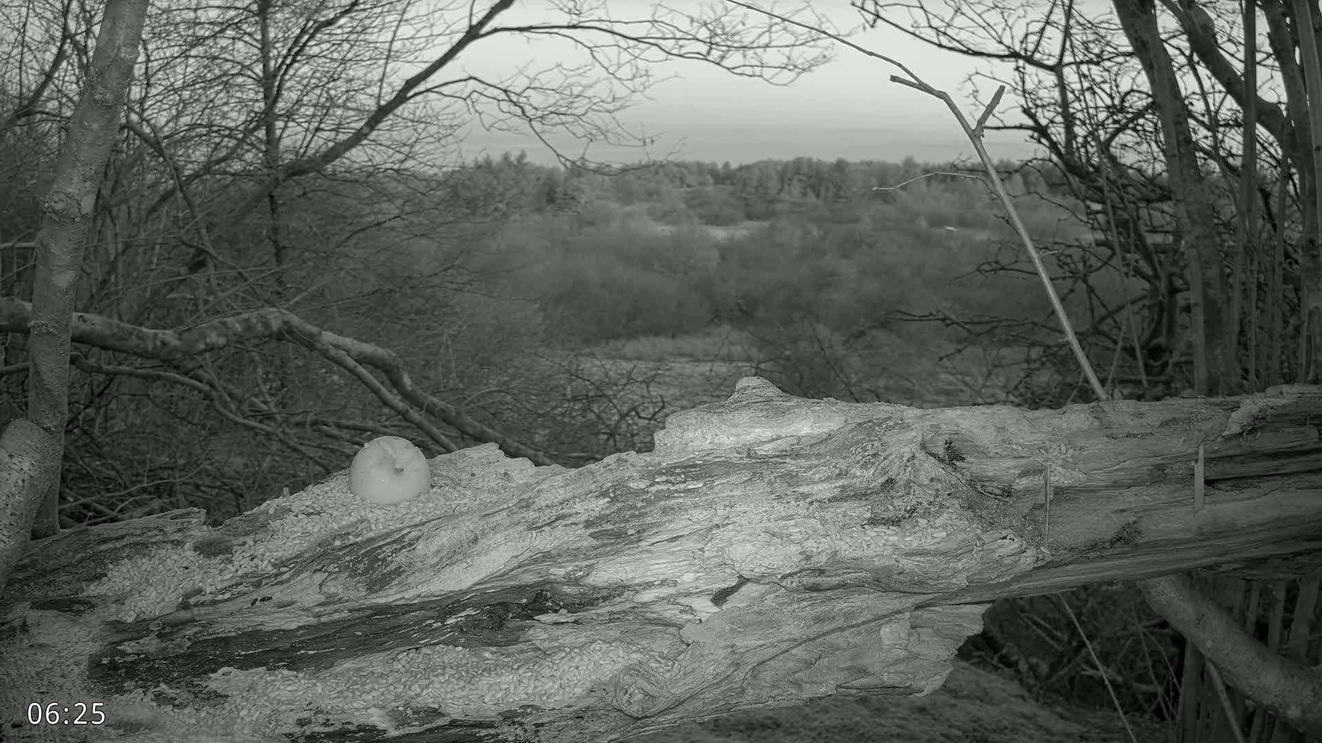 A large, decaying log rests on the ground, partially covered in what appears to be seeds or small debris, with a round object on top, overlooking a bare, winter woodland.