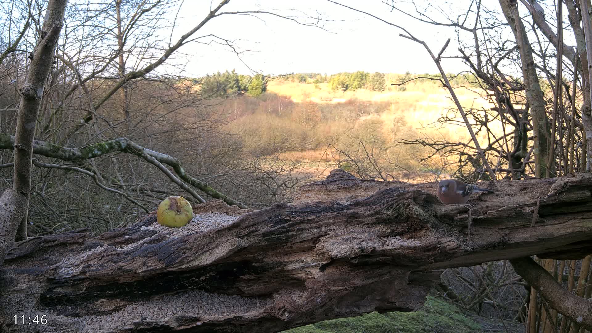 A bird sits on a fallen log covered in birdseed, near a partially eaten apple, overlooking a sunlit woodland.