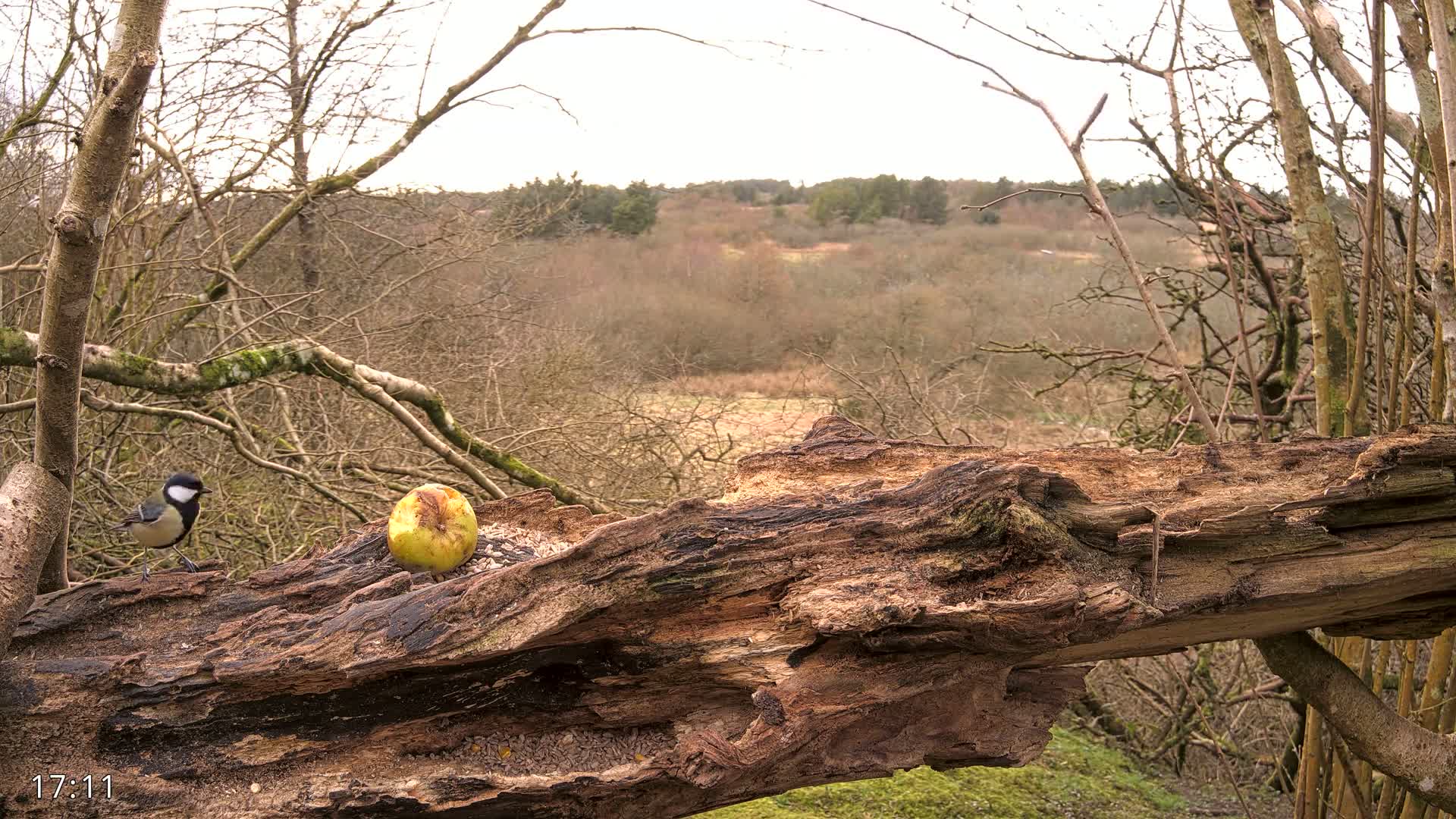 A small bird stands on a decaying log with a partially eaten apple and birdseed, overlooking a leafless, wintery woodland.
