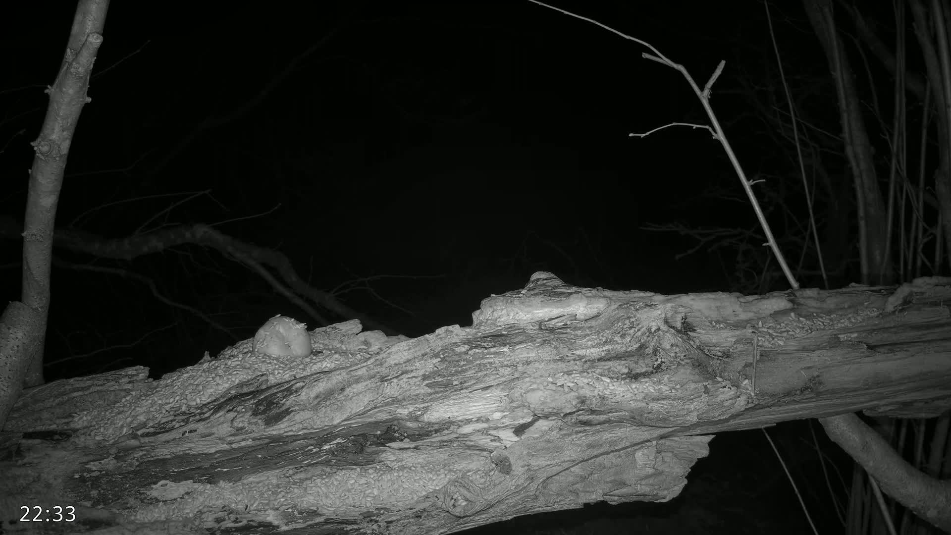 A large, decaying log rests on the ground at night, partially obscured by bare tree branches.