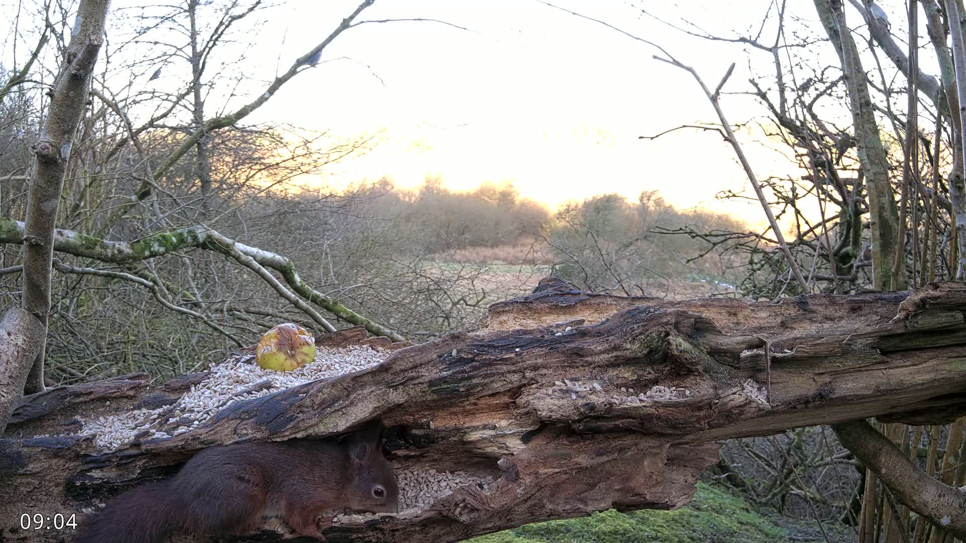 A red squirrel eats seeds from a hollowed-out log in a woodland setting during a sunset with a mostly clear sky.