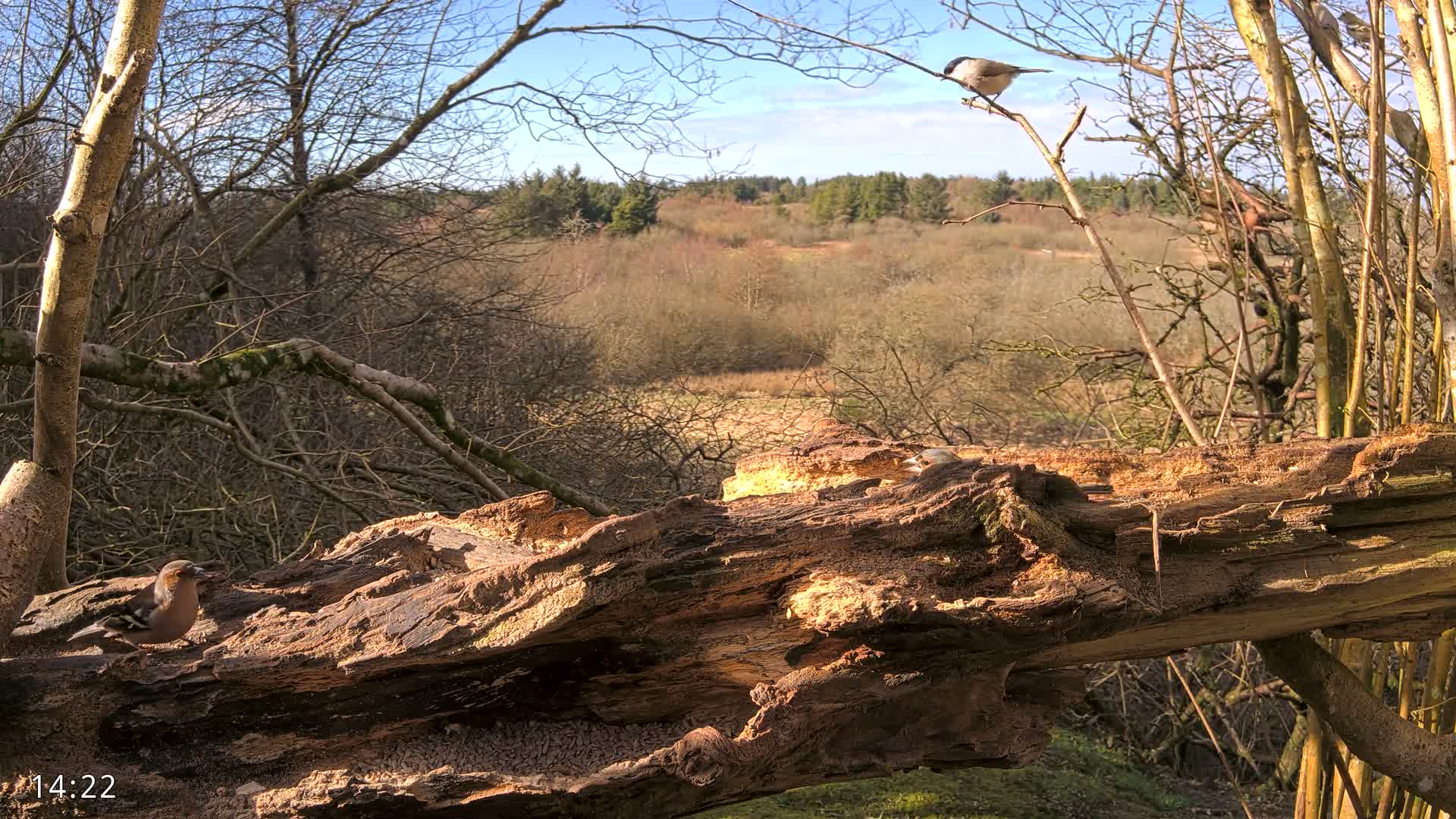 Two birds perch on a large, decaying log in a sunny, wooded area.