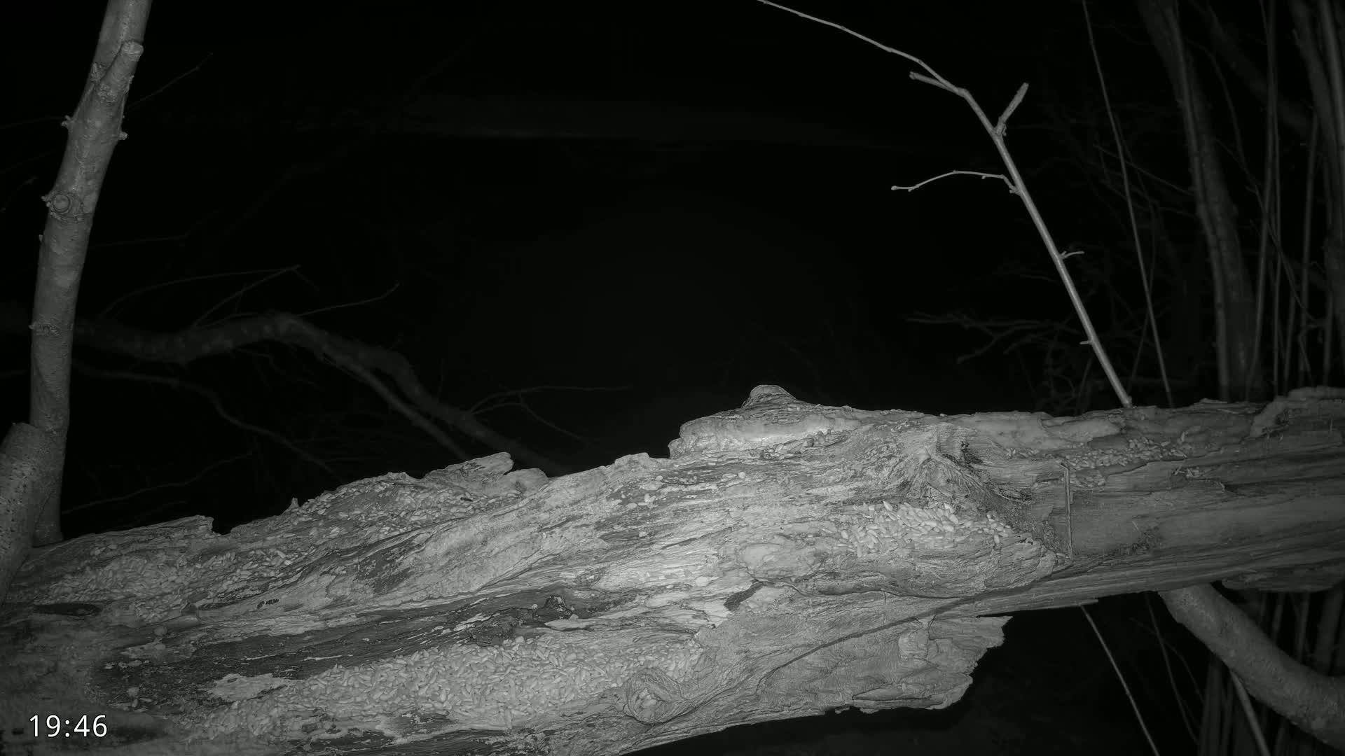 A large, decaying log is shown at night, with bare branches visible in the dark background.