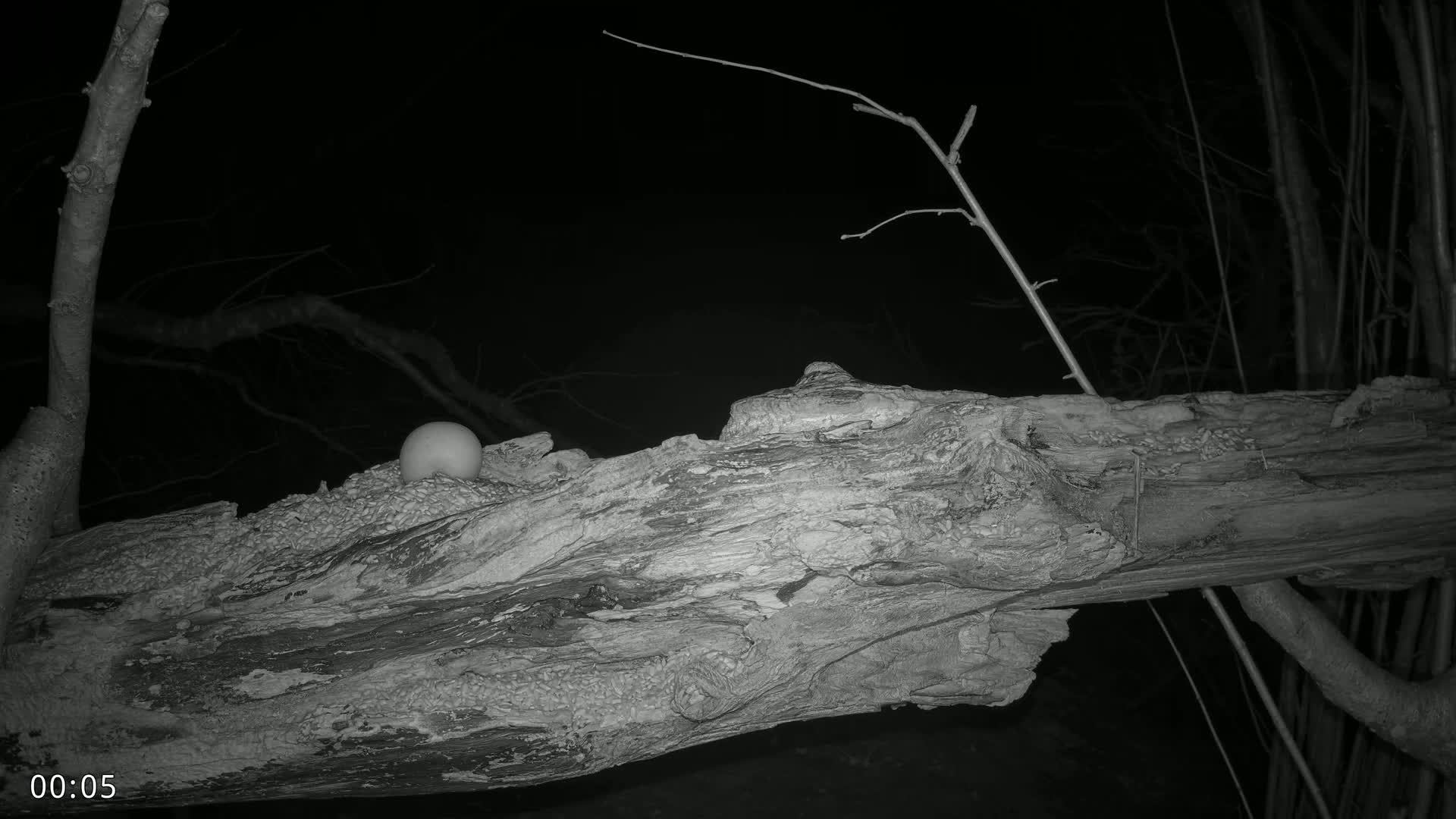 A white, spherical object rests on a decaying log at night in a dark, wooded area.