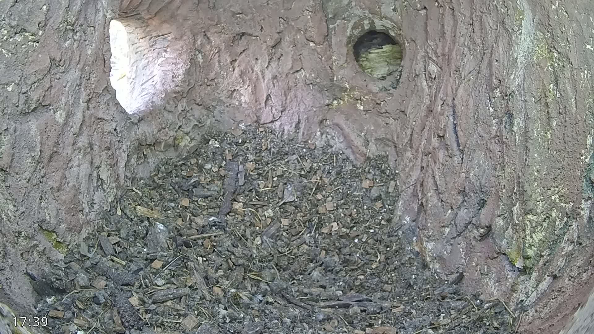 A dark, earthy hollow in a tree trunk, filled with dirt and small pieces of wood, is lit from an opening to the side.